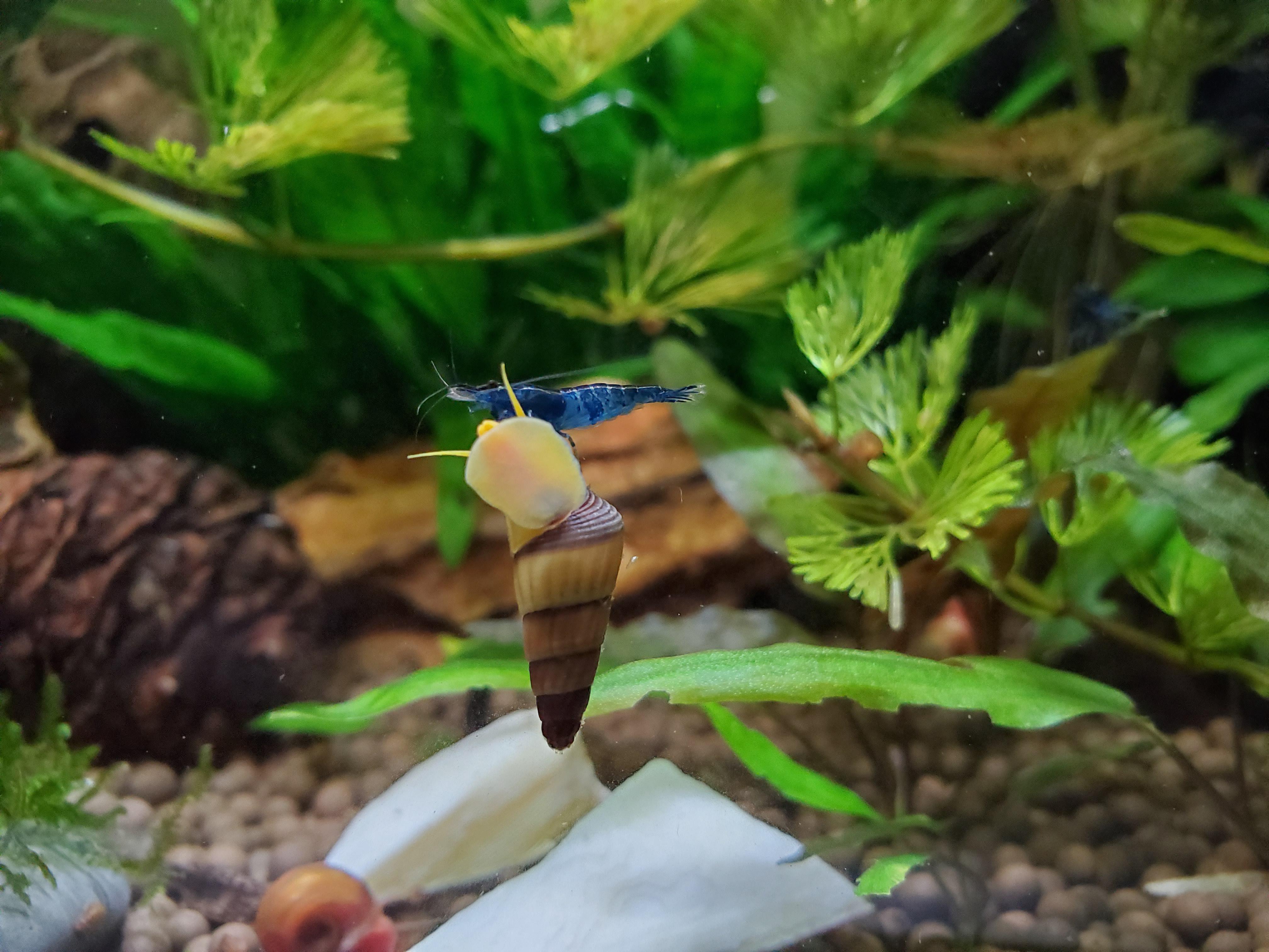 Baby rabbit snail, approx. 1 min after being added and already being