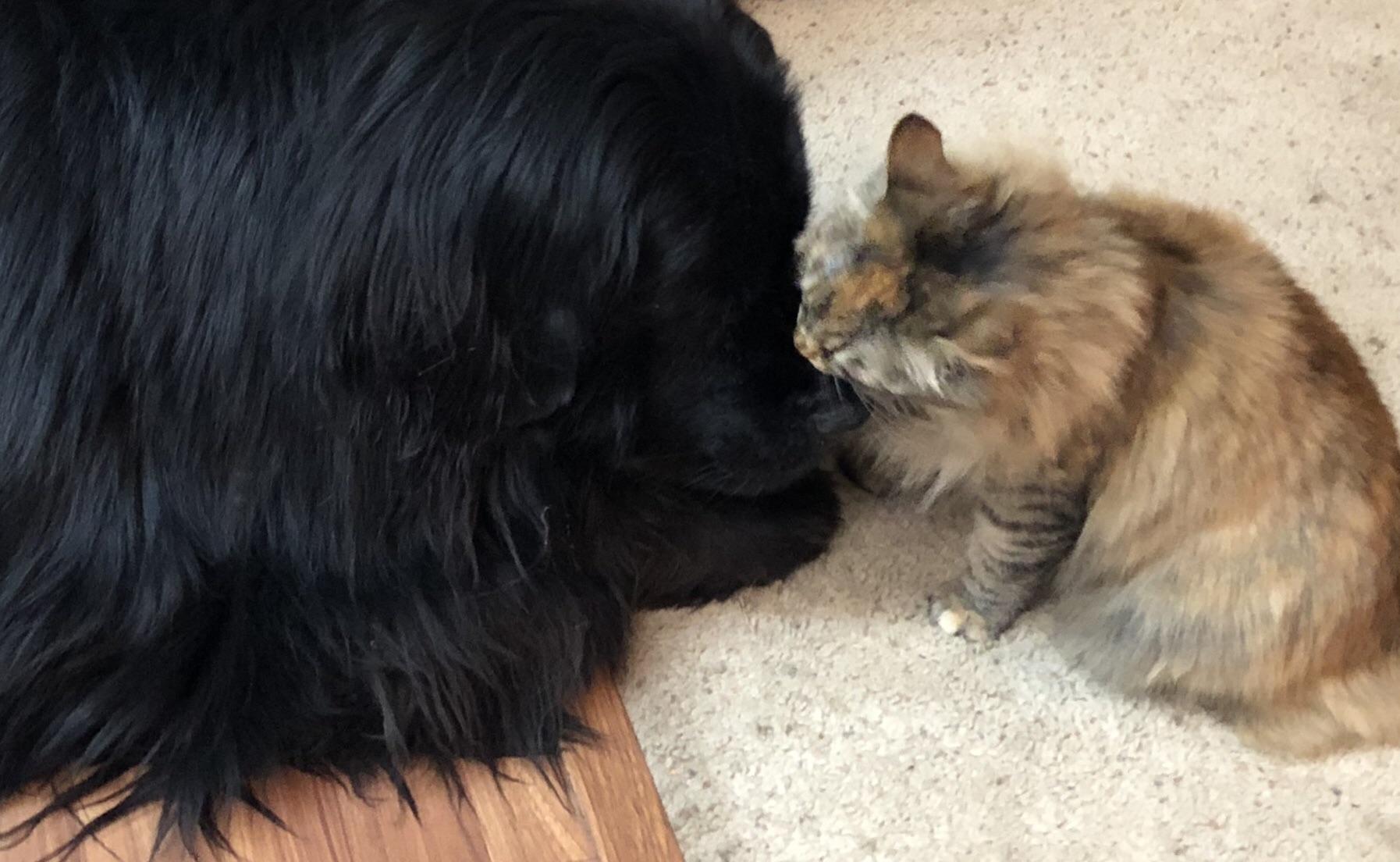 Here is my cat cleaning my dogs face because they’re crazy in love. It