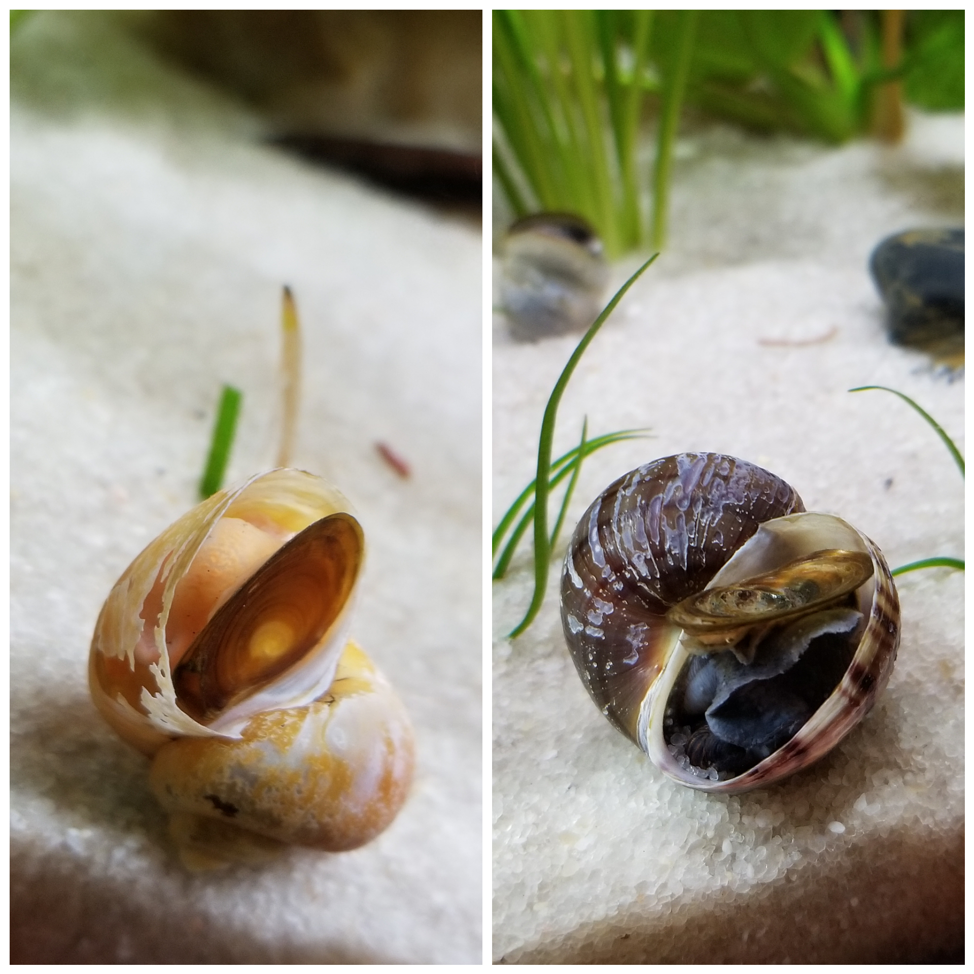 My snails haven't moved for a couple days, both stuck like this. I