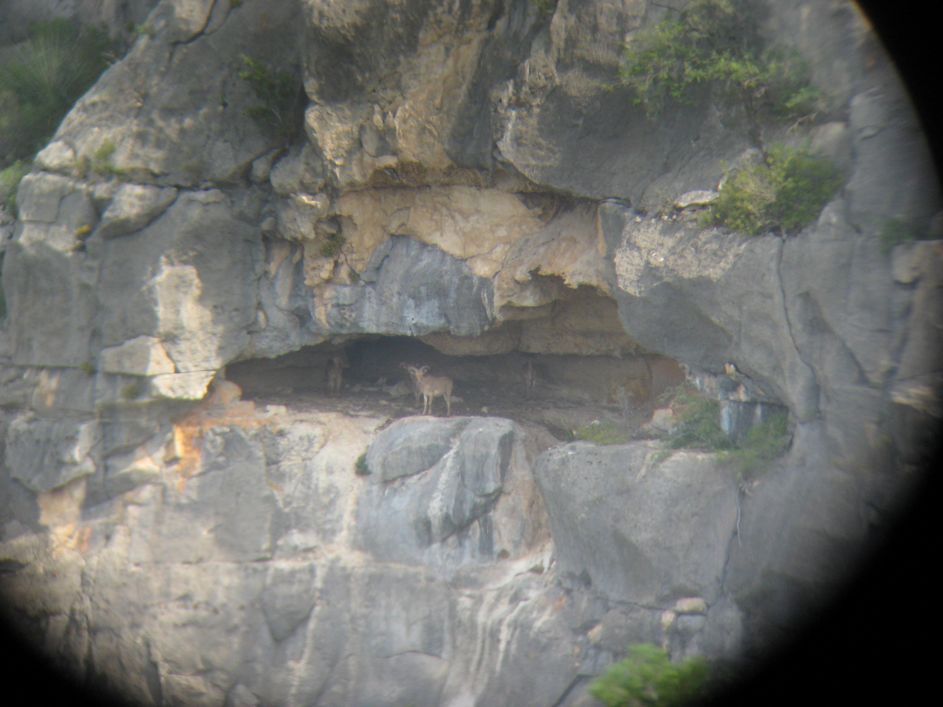 Auodad in a Cave Del Rio, TX r/Hunting