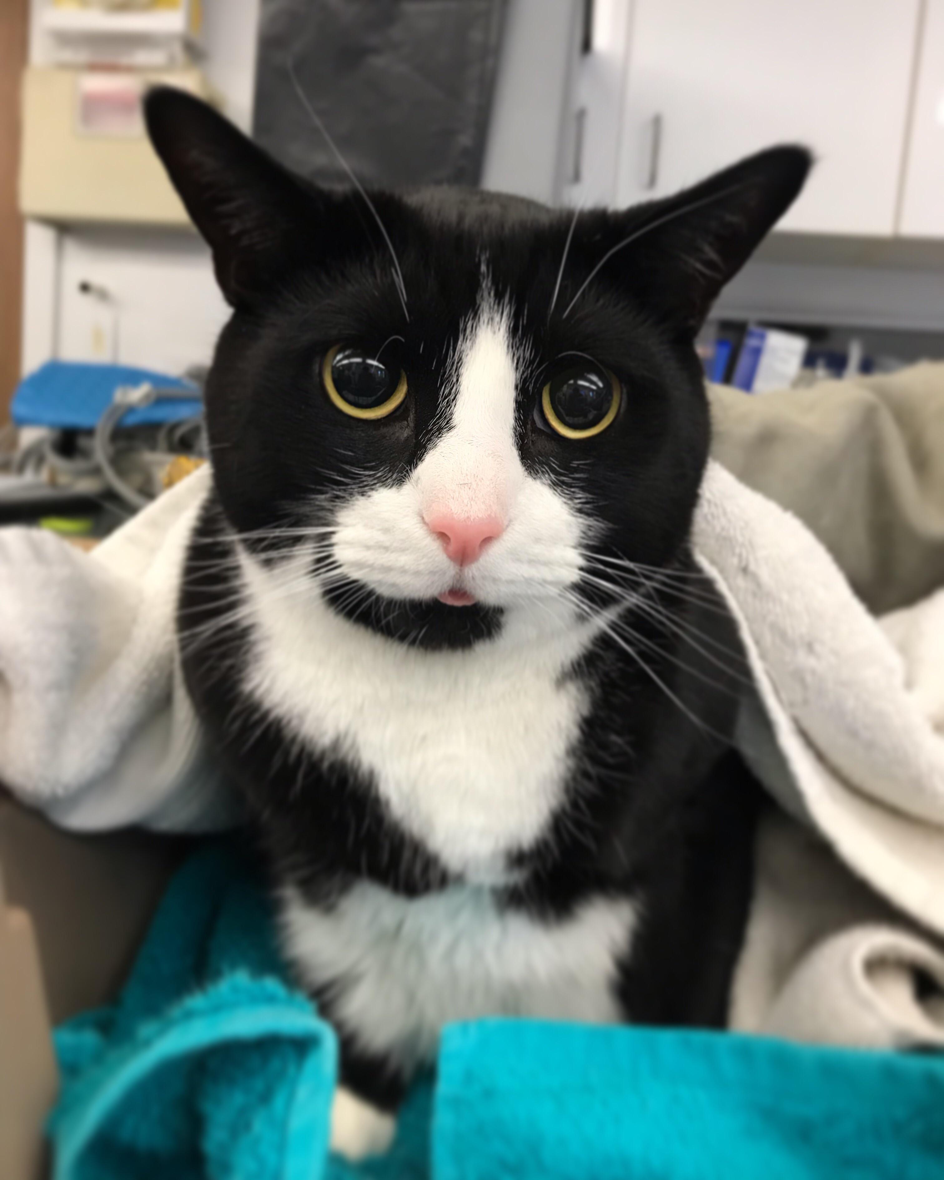 The vet had to drug my cat to do his exam r/aww