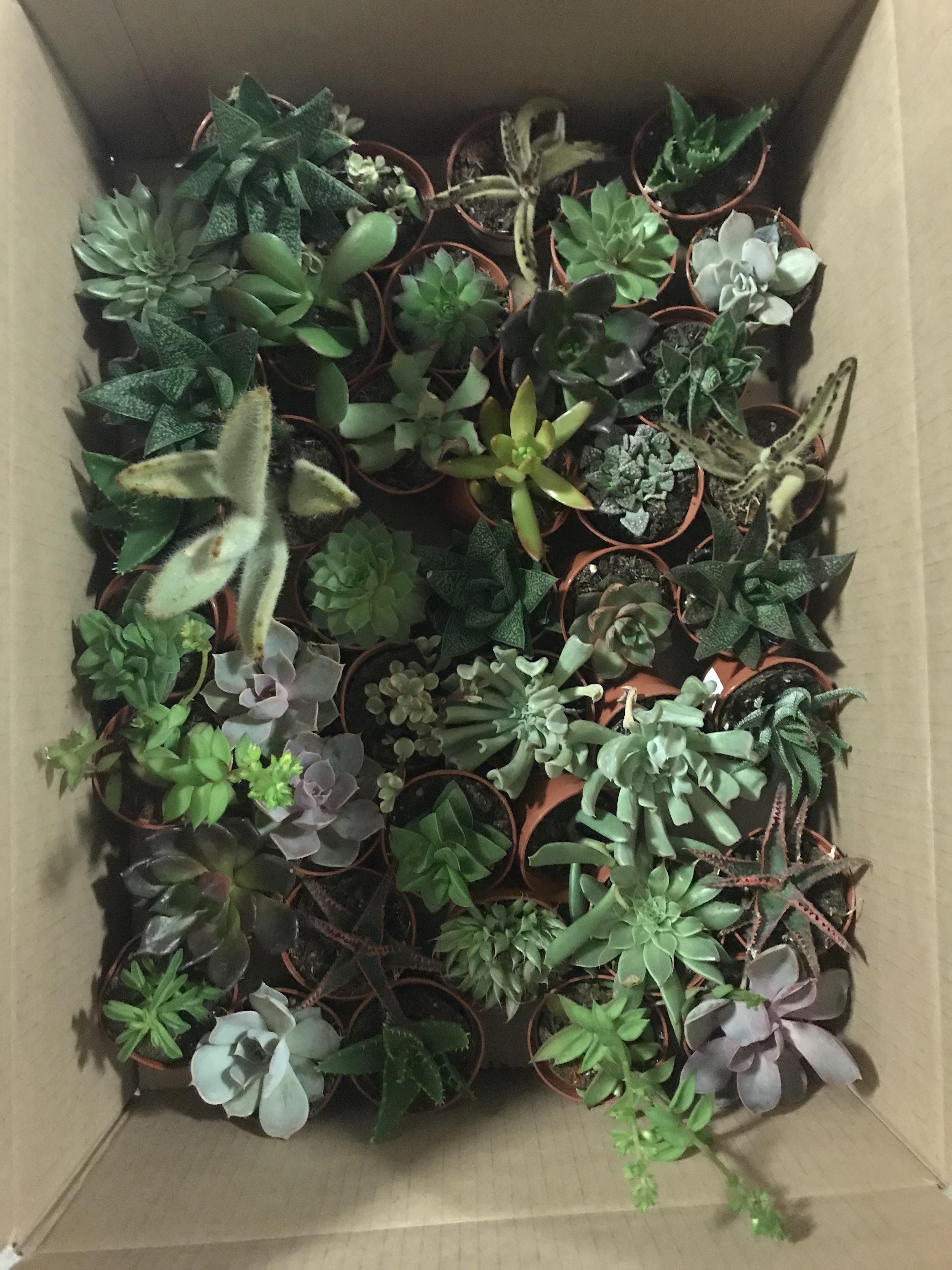 Game on. 1/plant at my Kroger. r/succulents