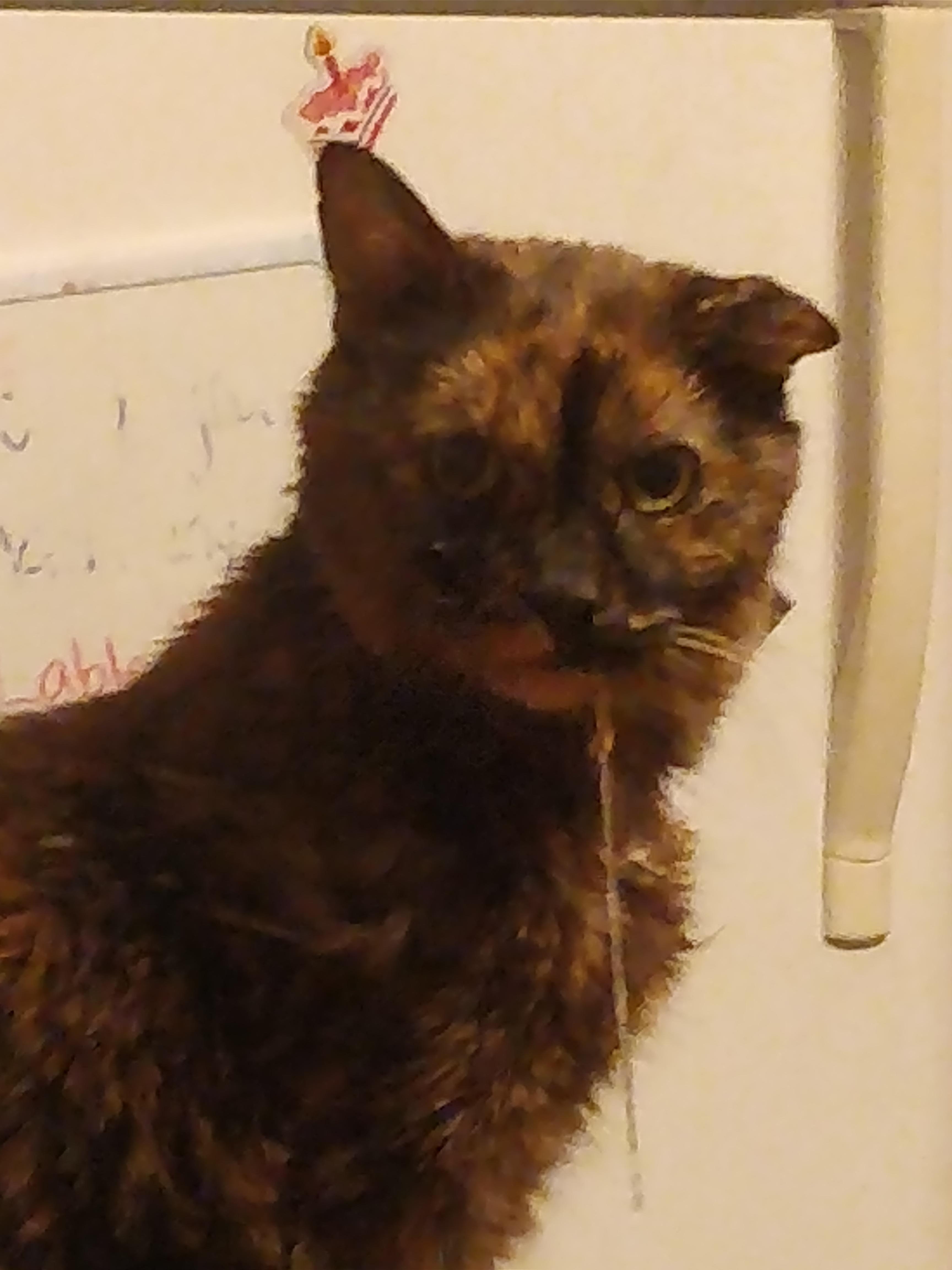 Look how gross my cat is. r/FunnyandSad