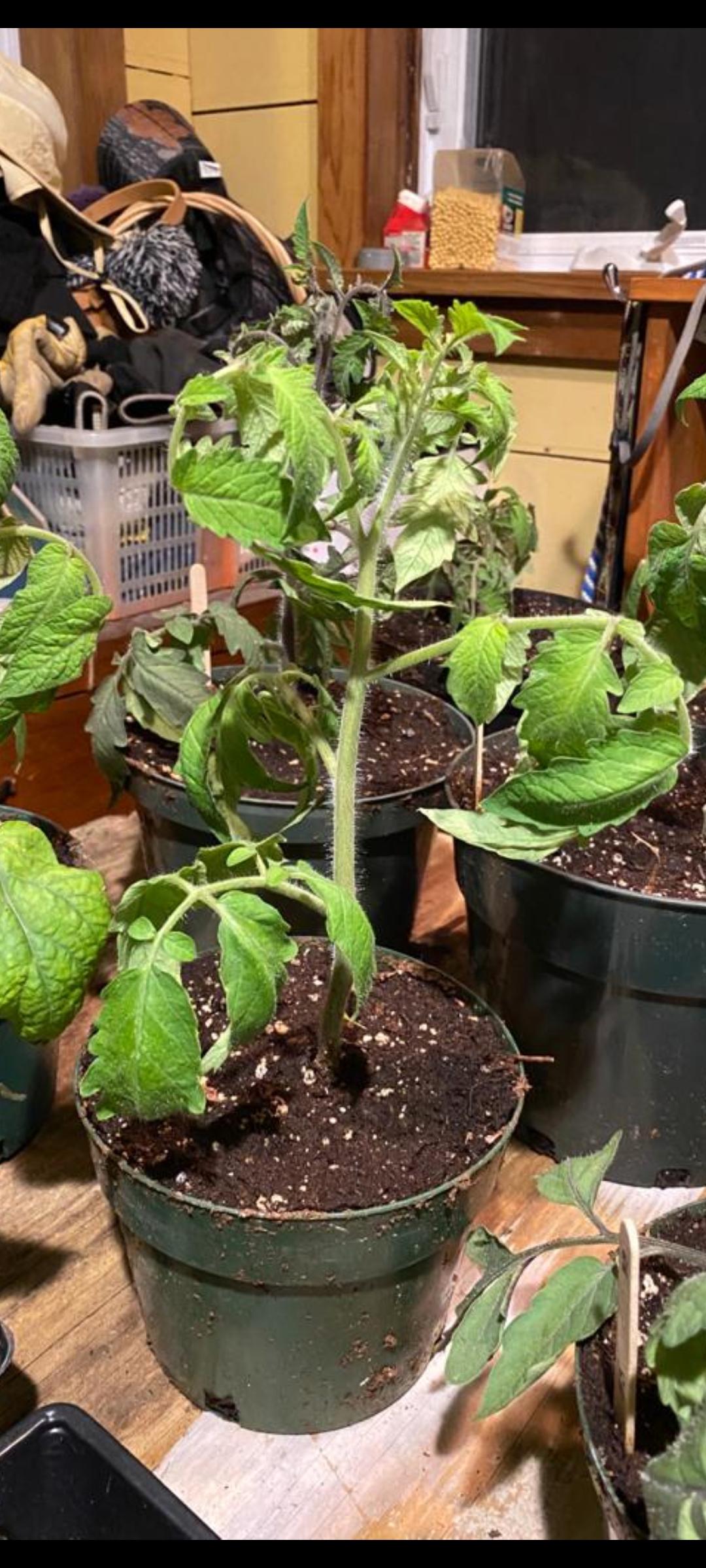 Anyome know why my tomato branches/leaves are curling down like this