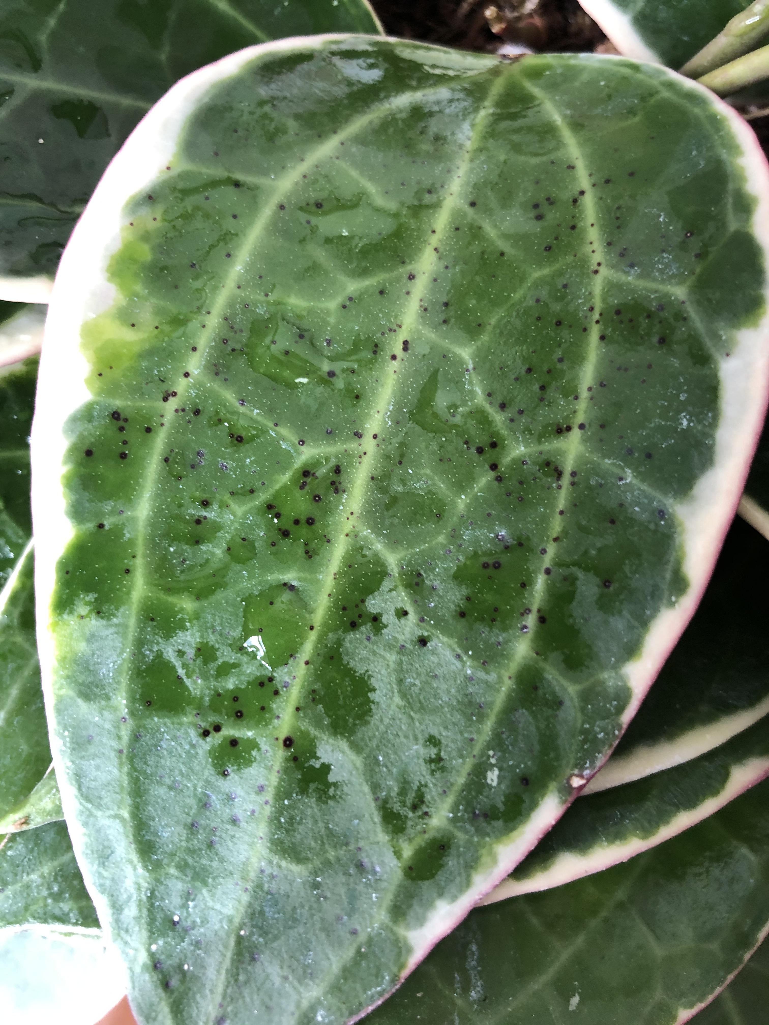 Black spots on my macrophylla? r/plantclinic