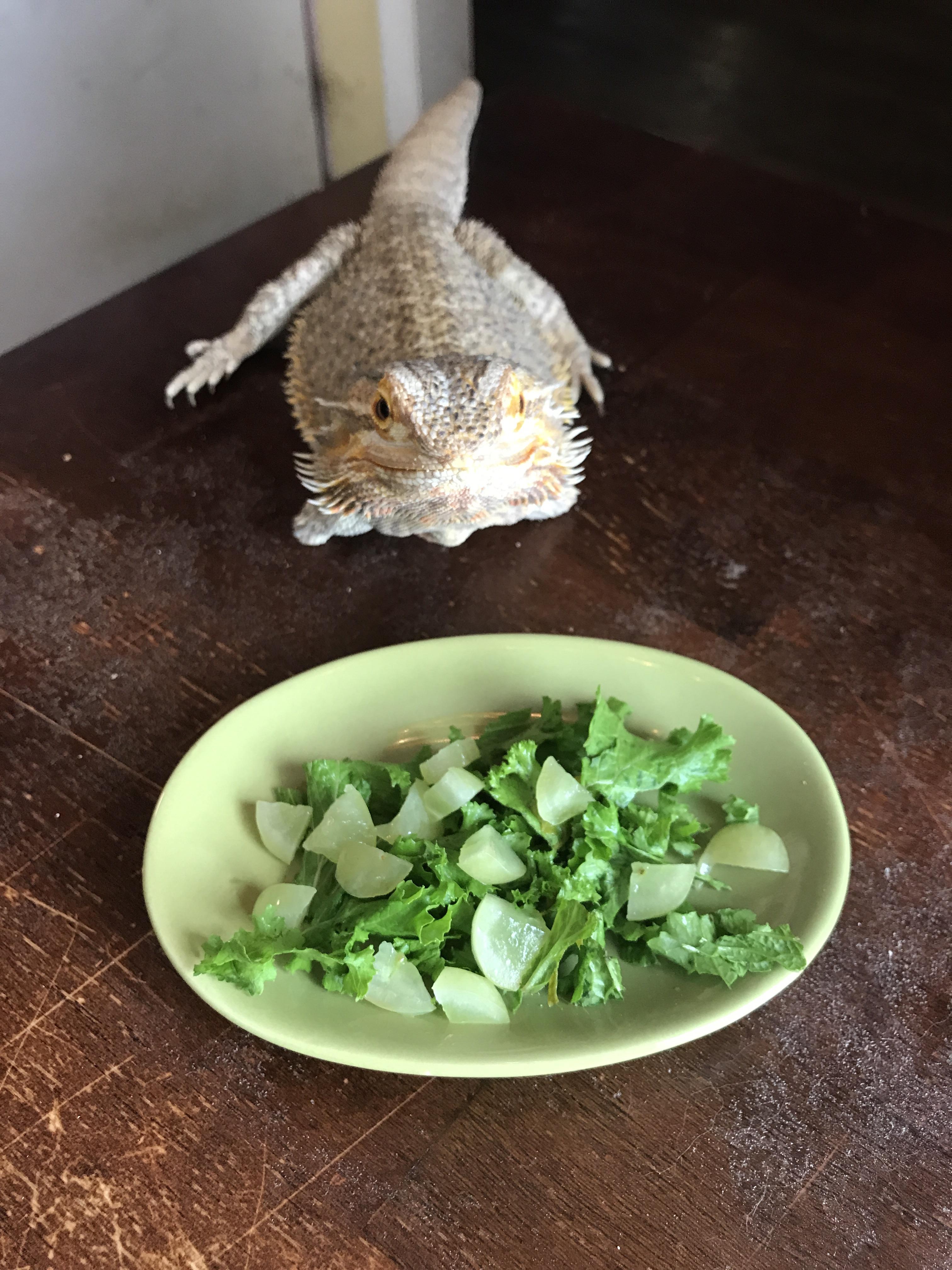 New to being a dragon owner. r/BeardedDragons