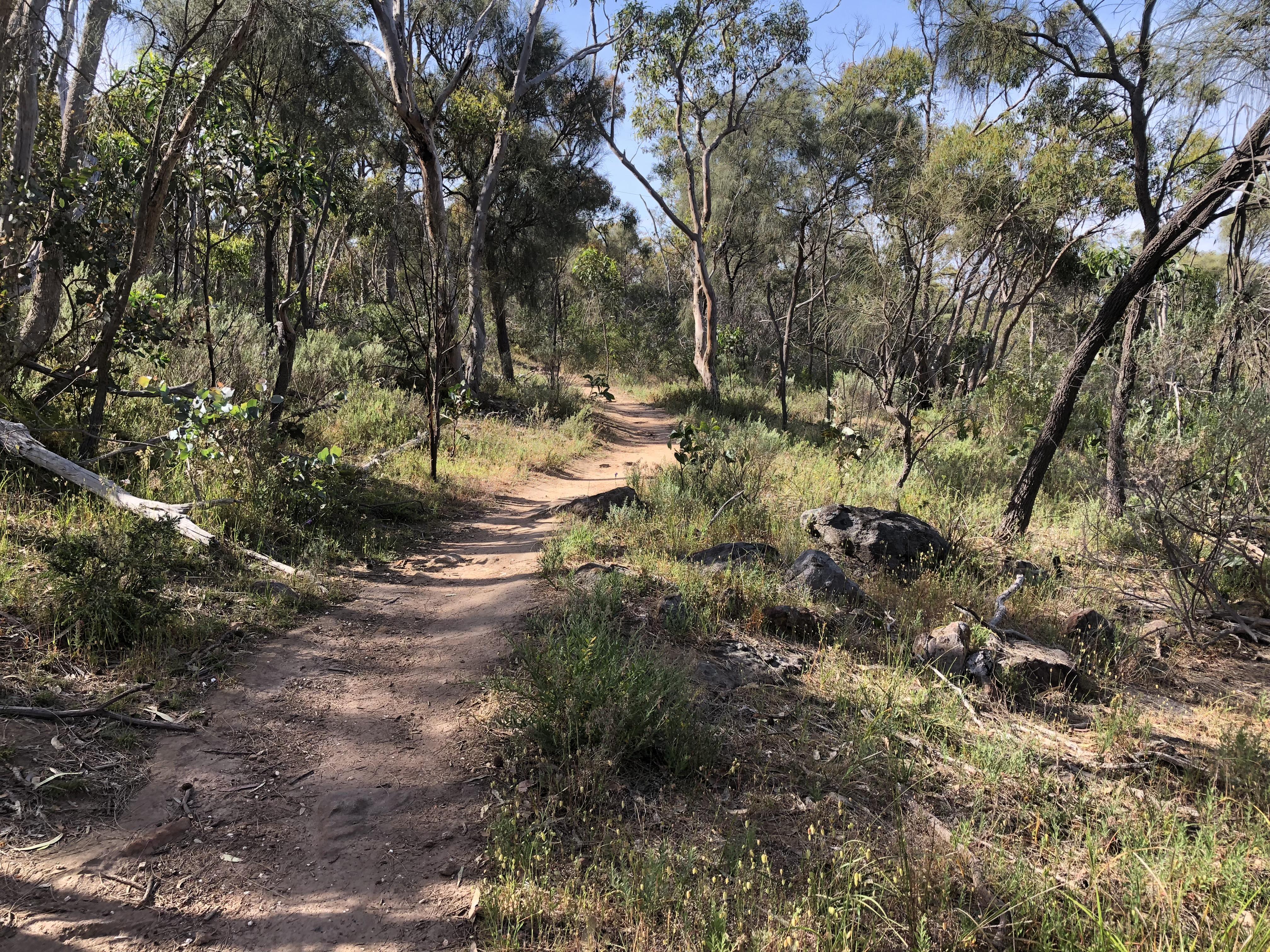Morning run on one of my local hill trails. r/trailrunning