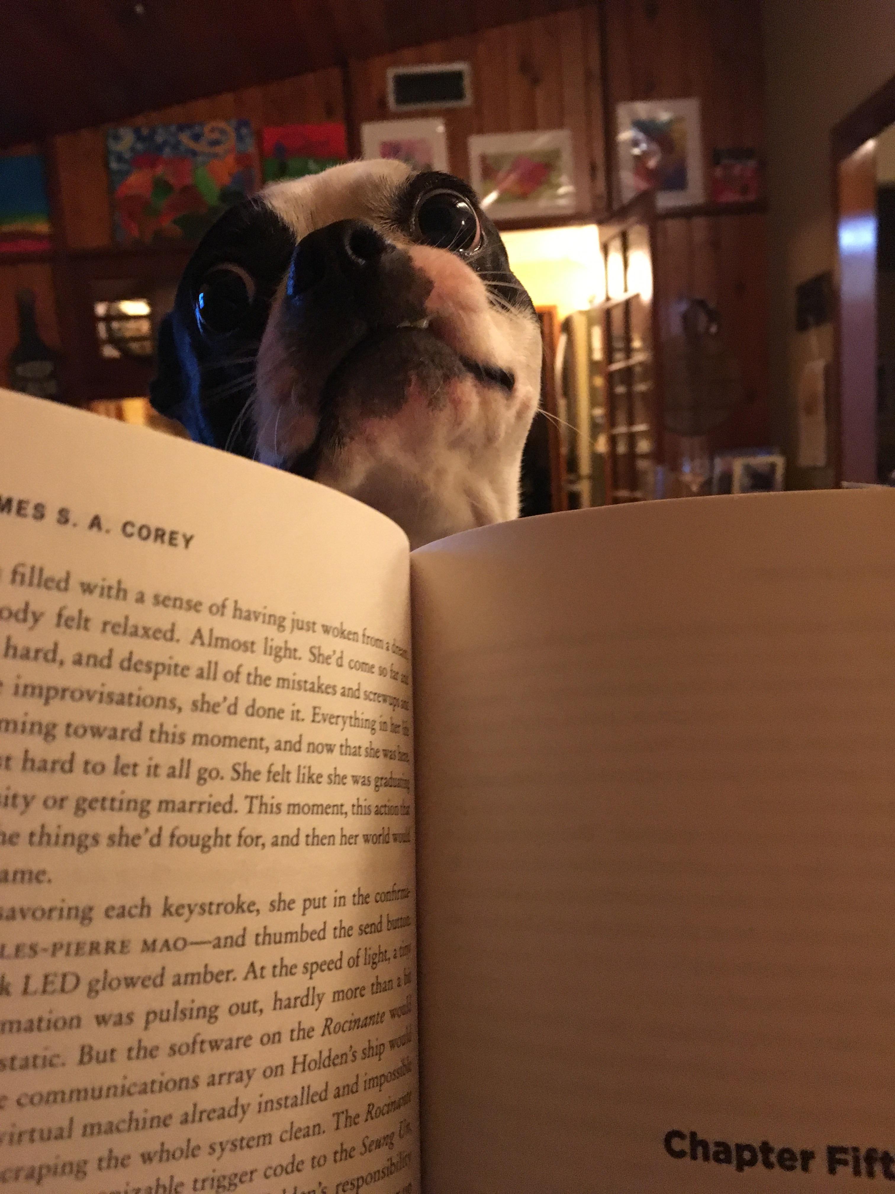 I can't even read in peace. r/aww