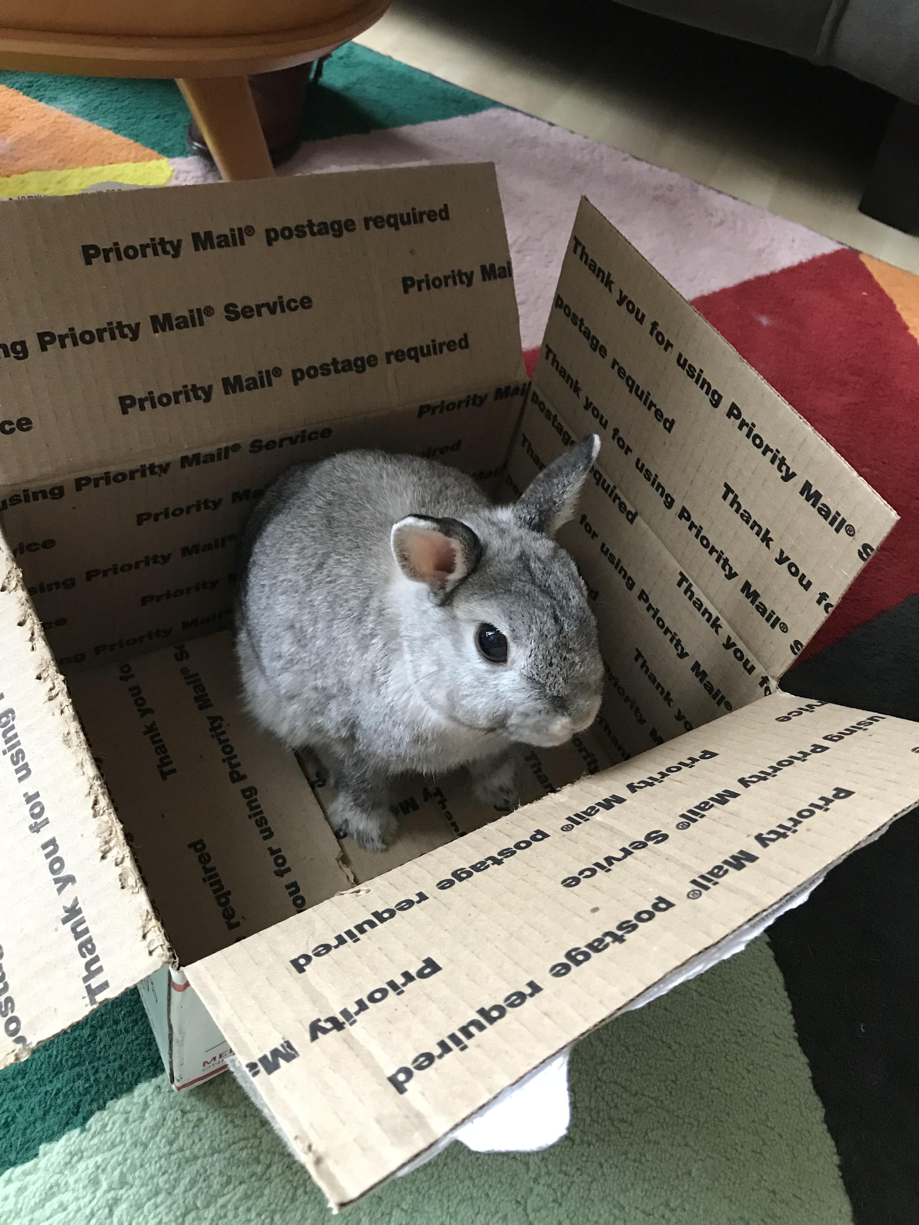 If I fits I sits r/Rabbits