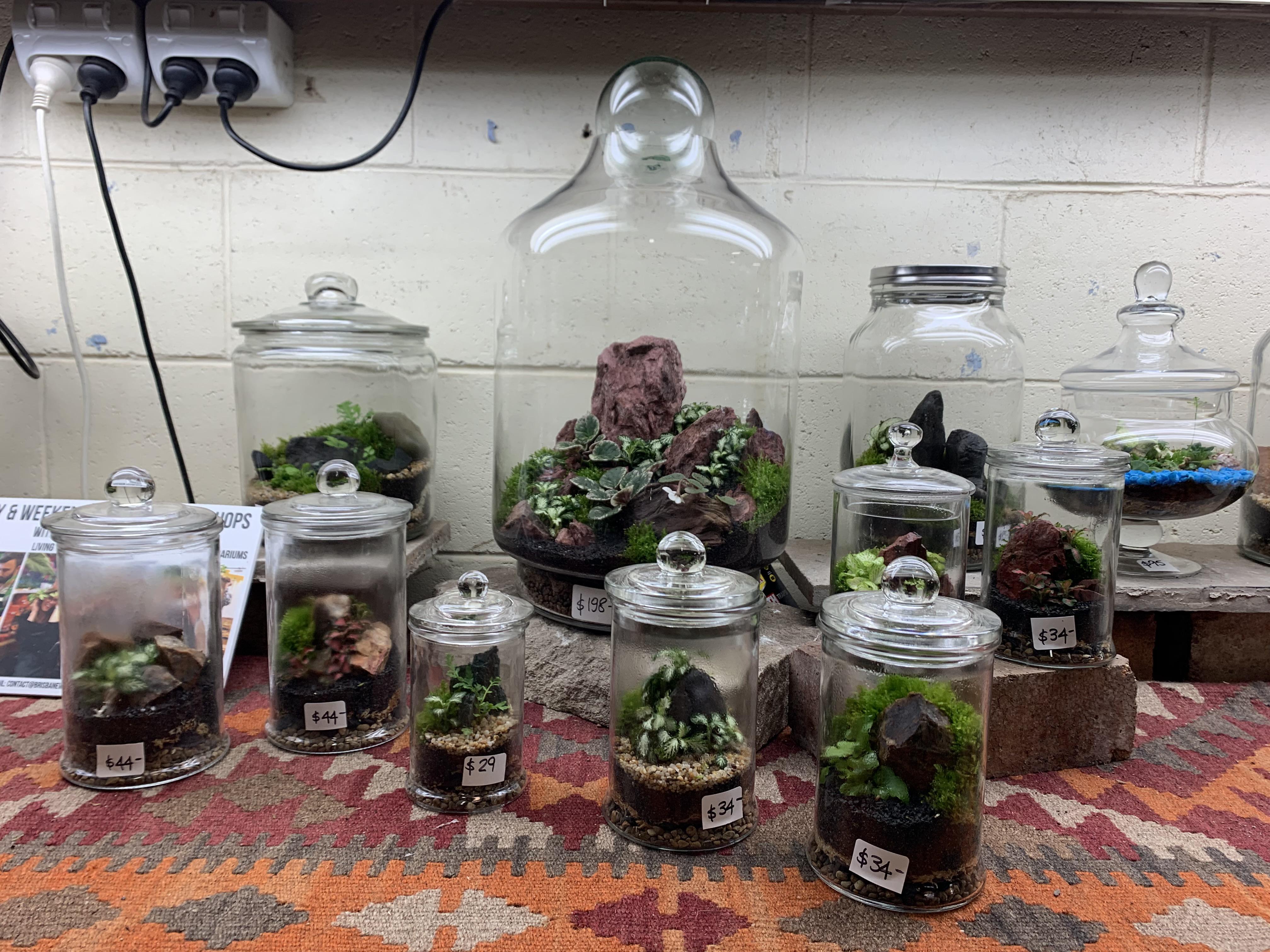 These Terrariums for sale at Mappins nursery in Brisbane are pretty