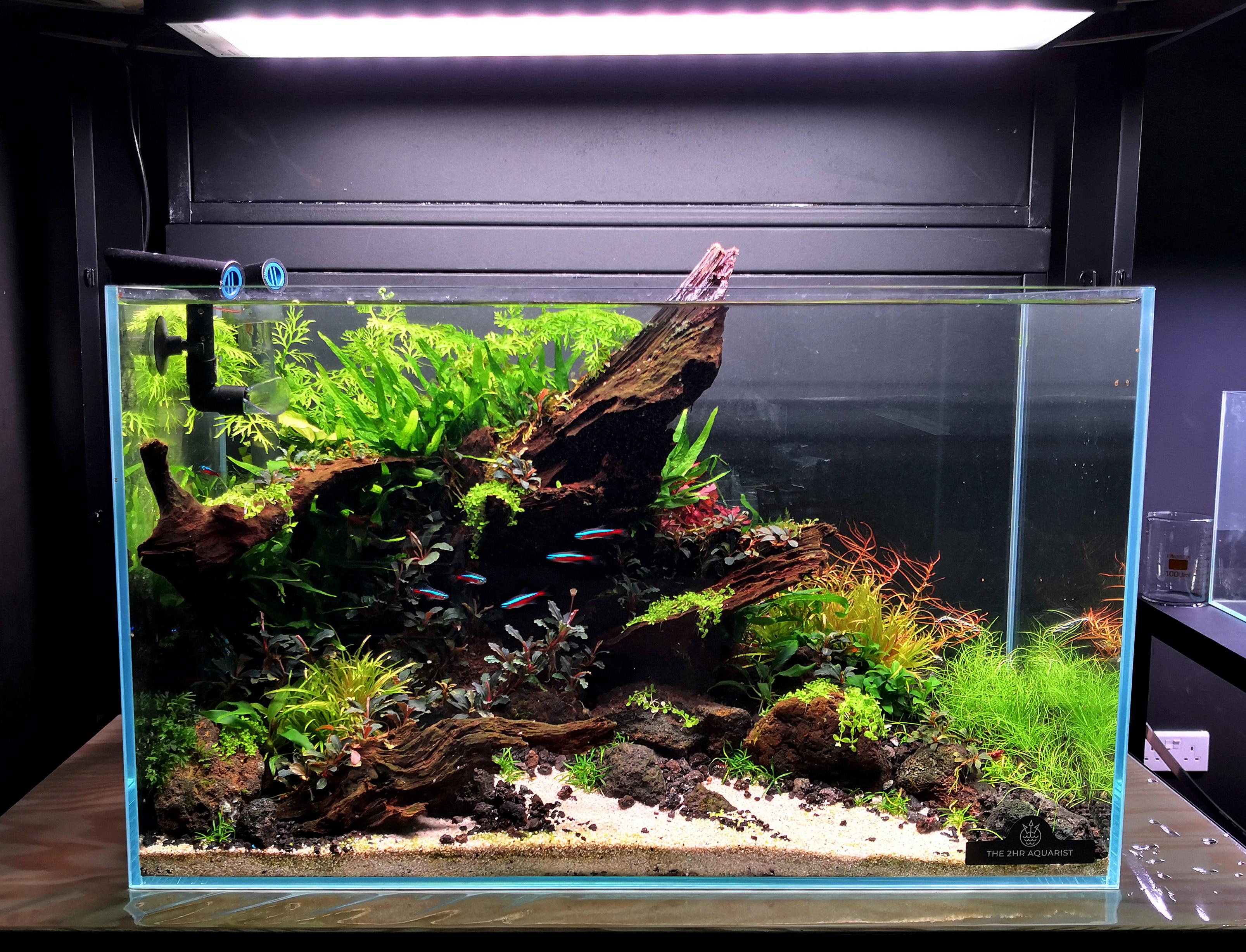 New wood & rock scape at the 2hr Aquarist office Setup as a lower