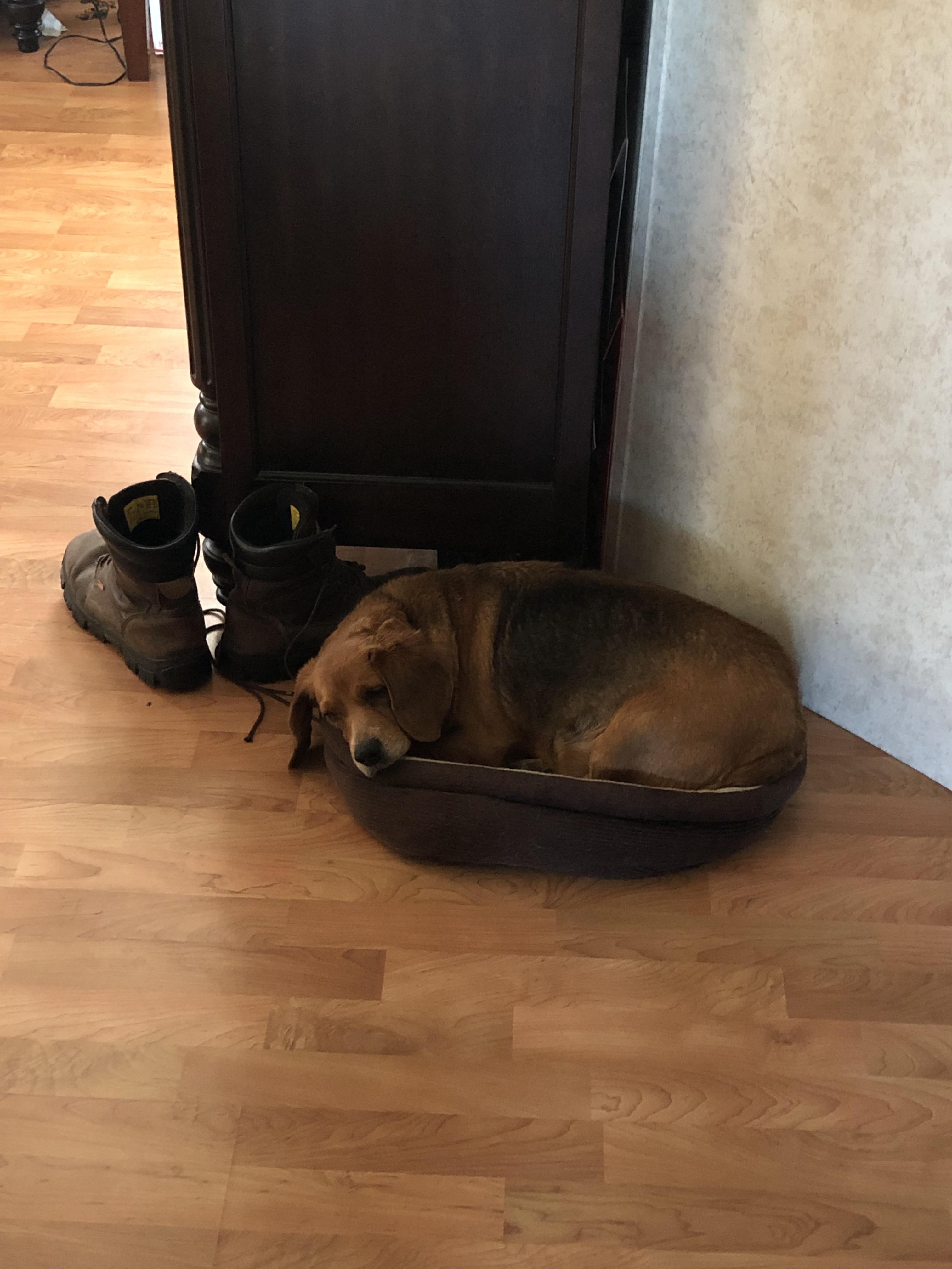 This unit got too big for her bed this winter r/AbsoluteUnits