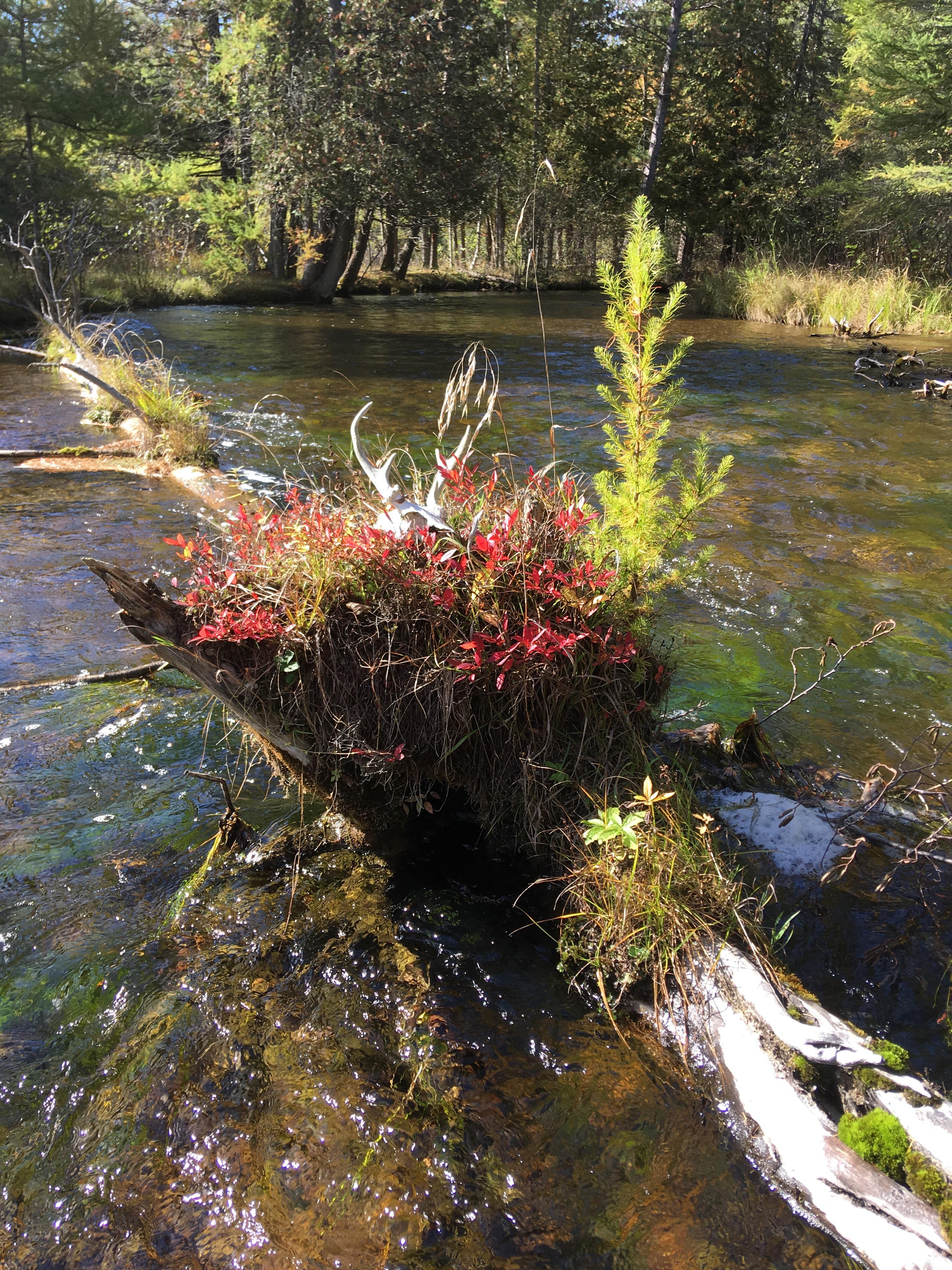 Au Sable River r/Michigan