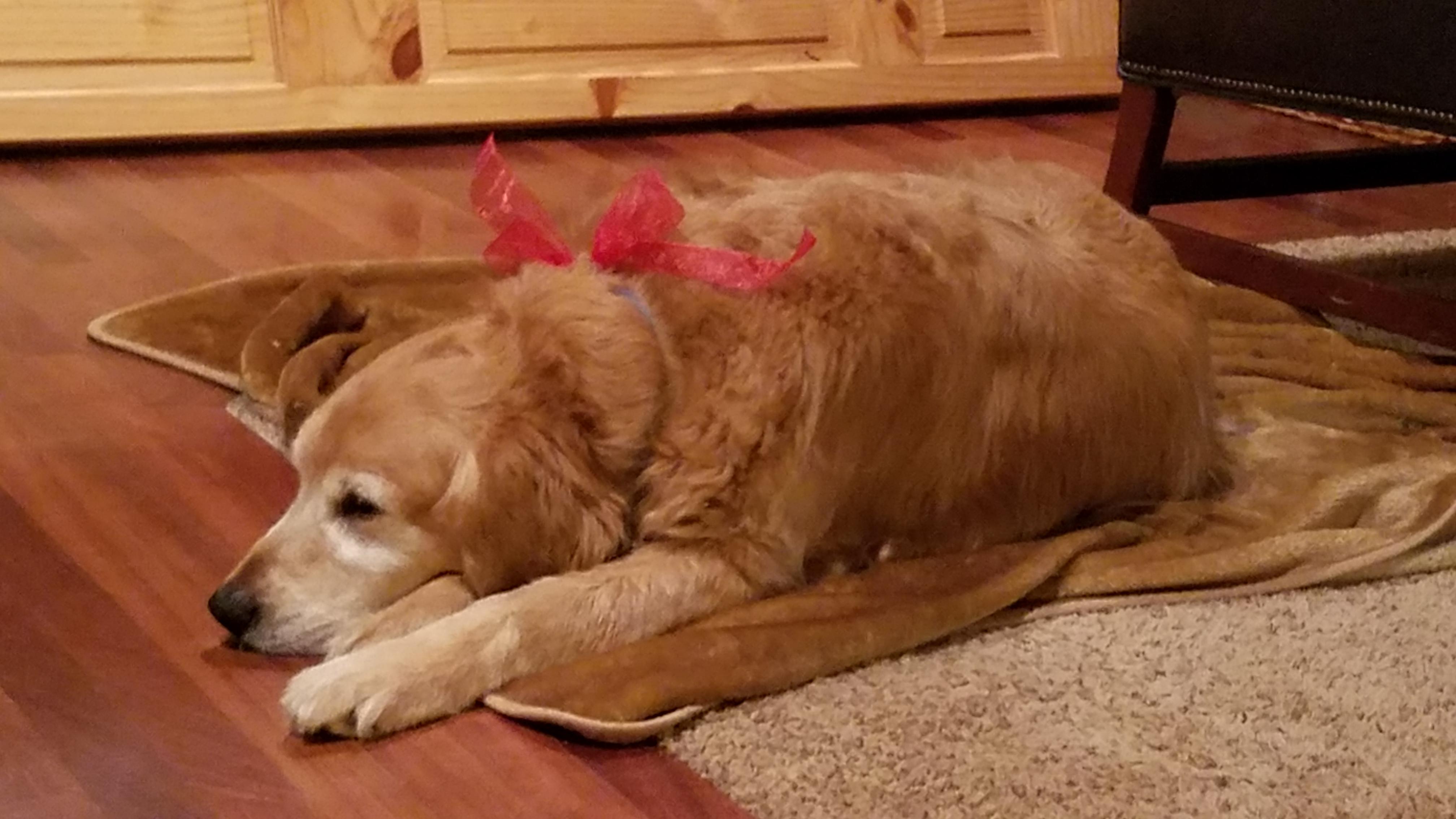 I wanted to share this picture of my Grandmas dog all dressed up for a