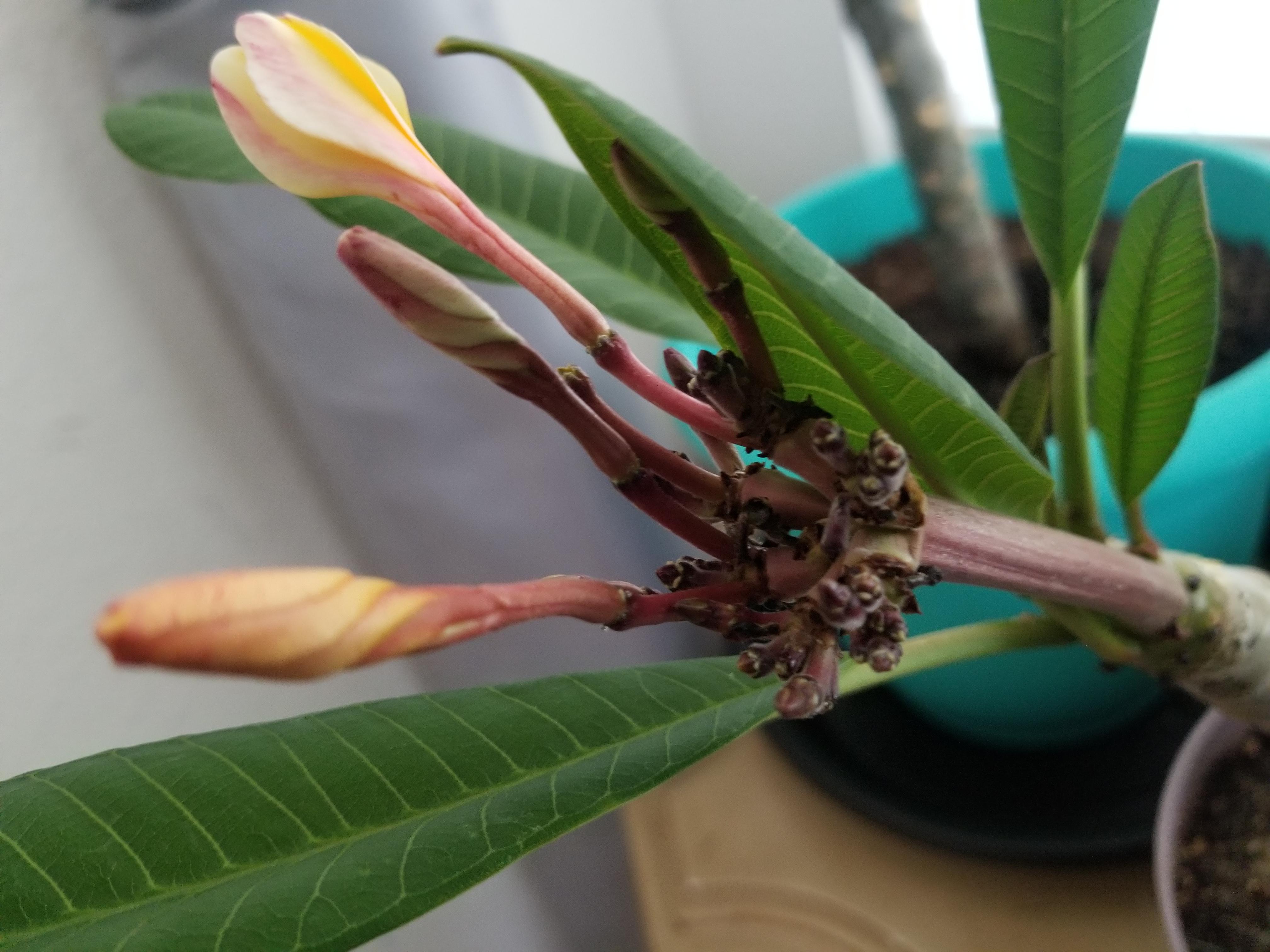 I'm relatively new with plumeria, in anyone's opinion, does this plant