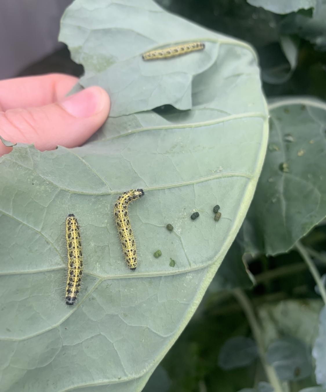 What is eating my broccoli plant? r/whatsthisbug