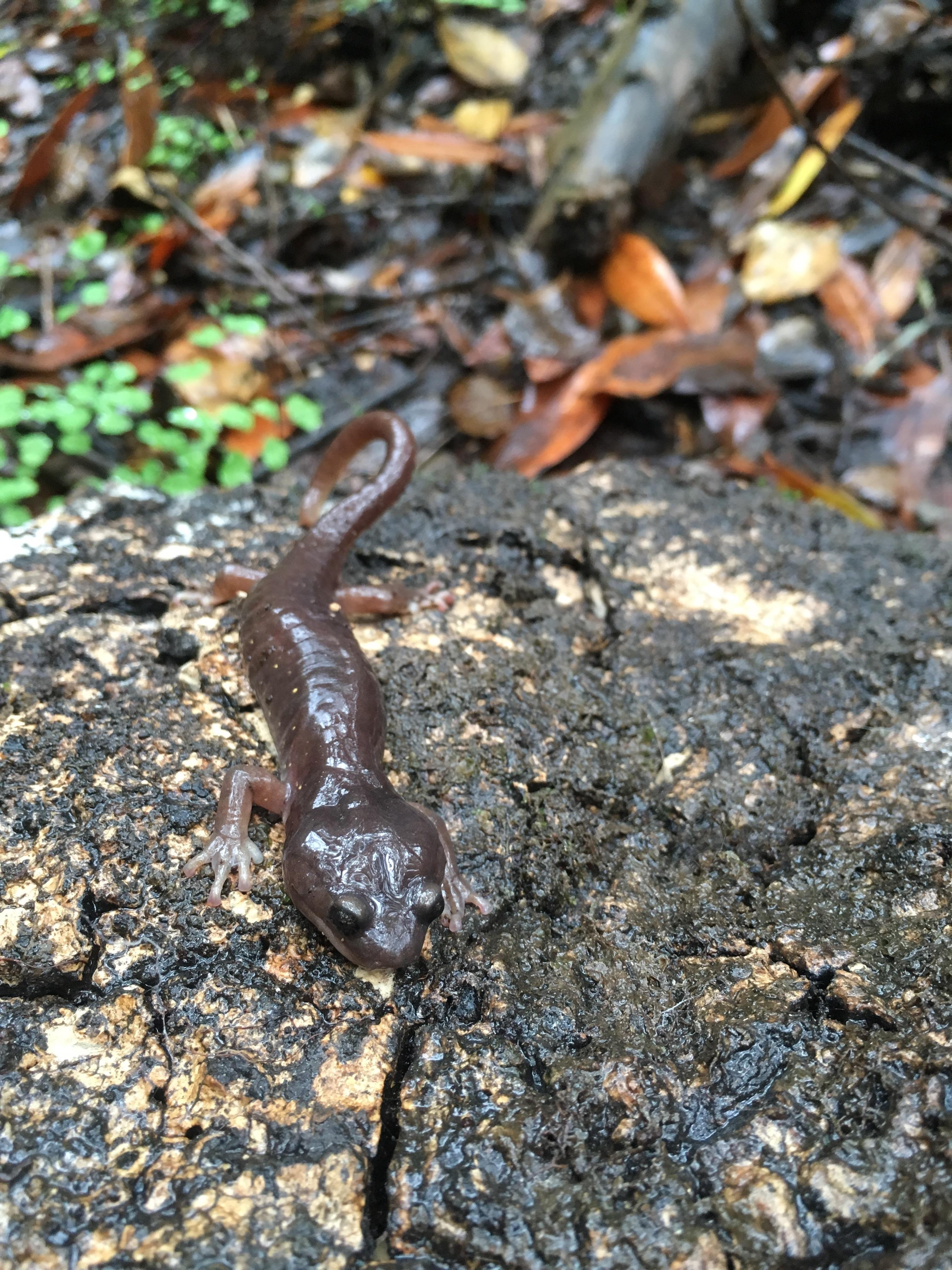 2018 so far has brought some much needed rain to the Bay Area. I found