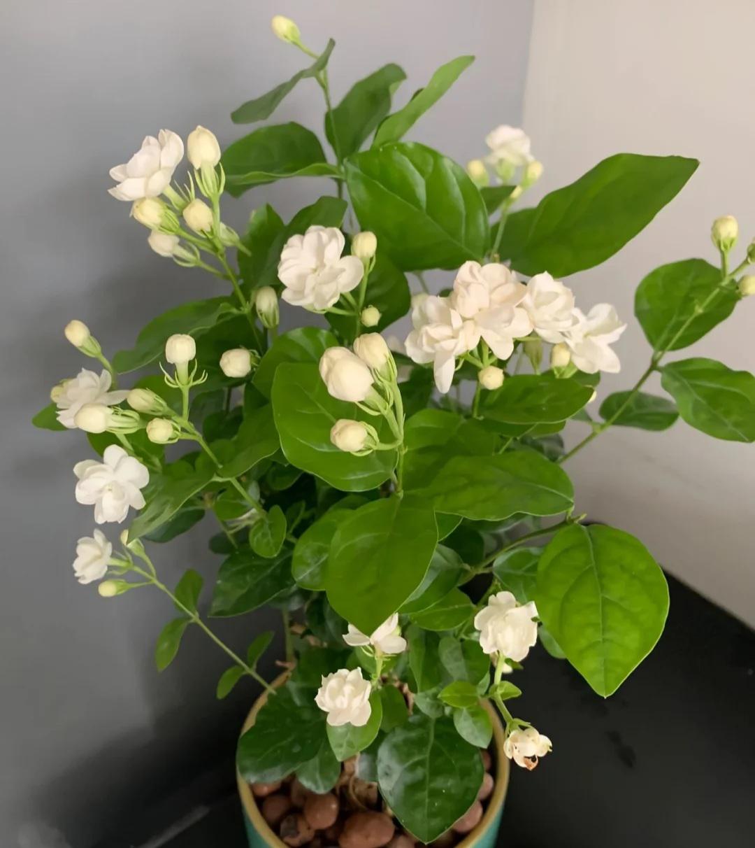 Jasmine is blossoming r/houseplants