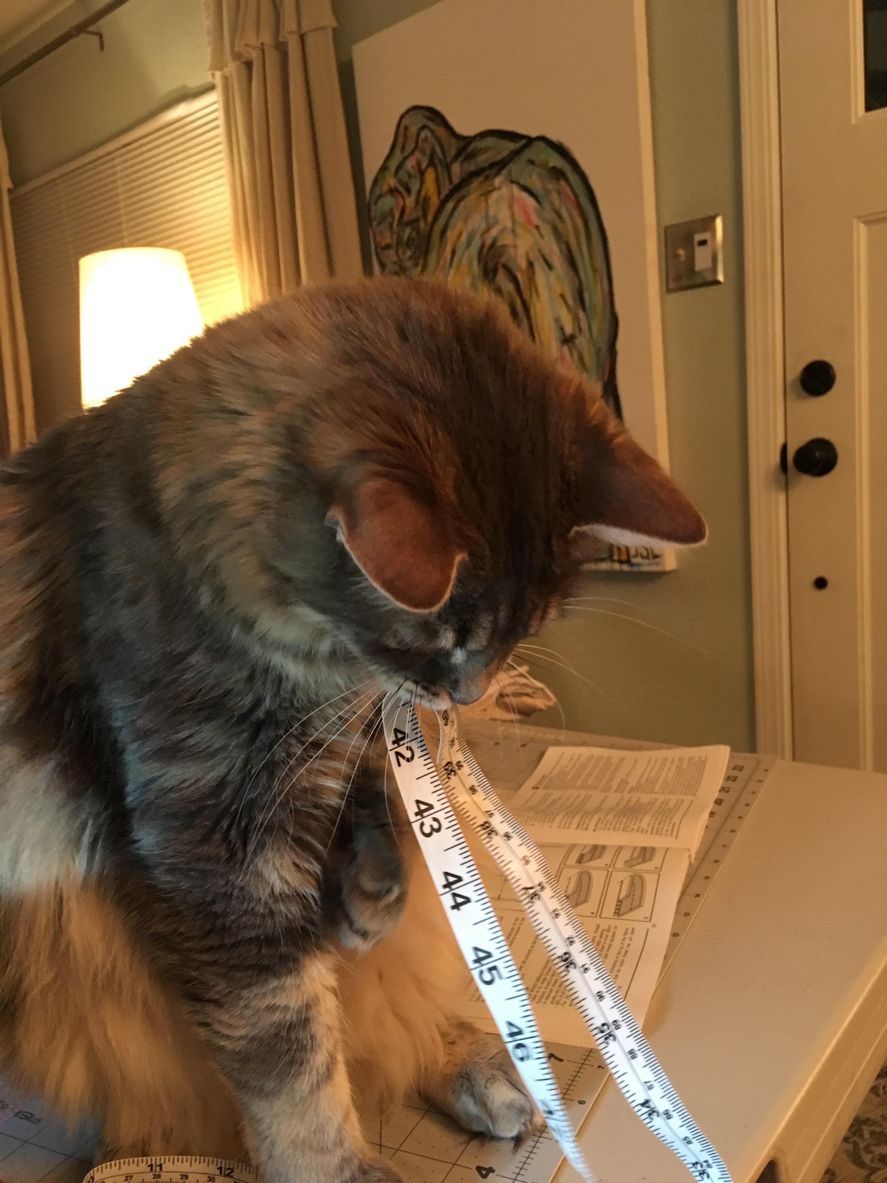 Case “helps” me upholstery a chair. r/cats