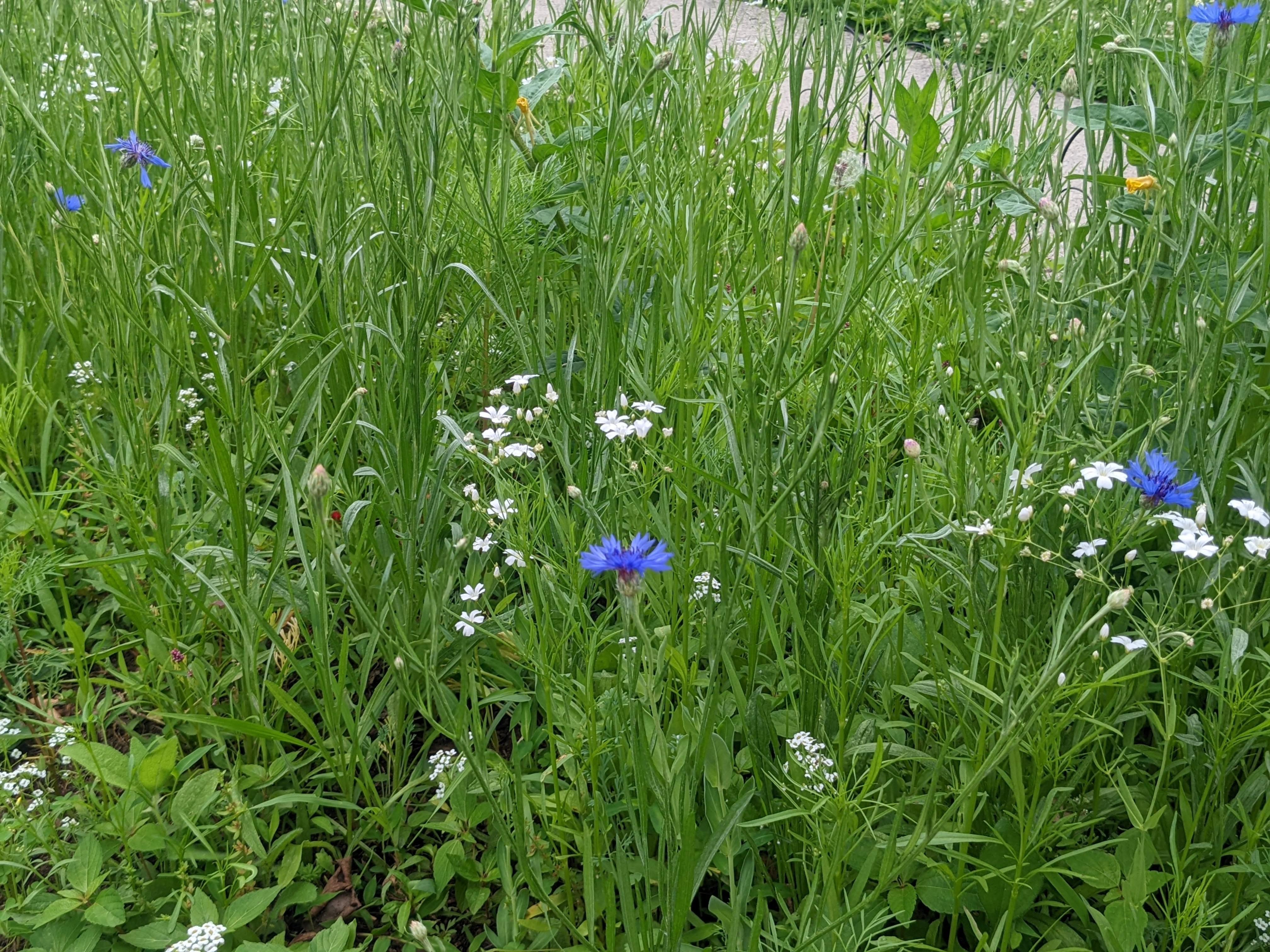 Wildflower patch finally starting to show some color r/gardening