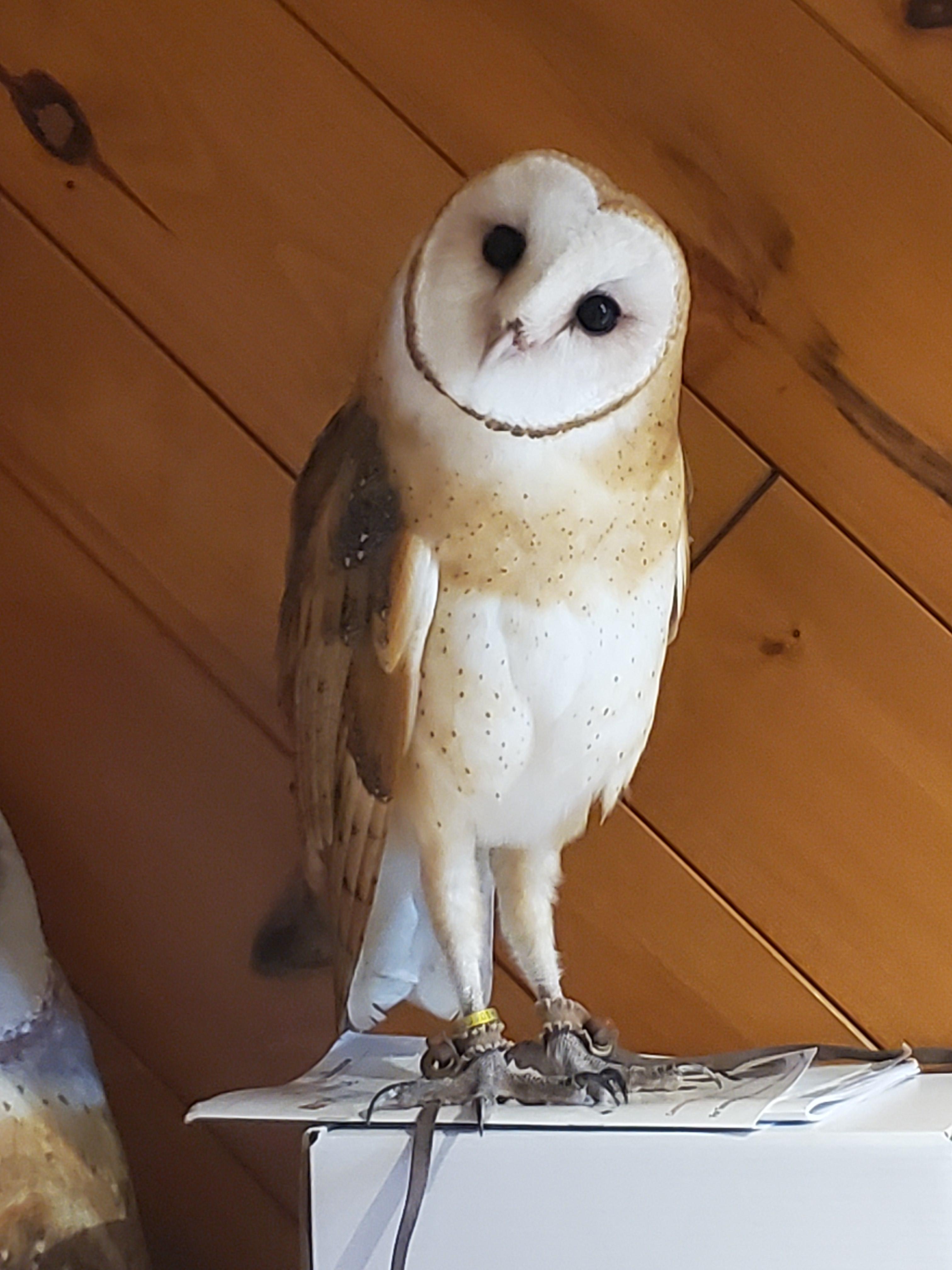 Barn owl face birdfaces
