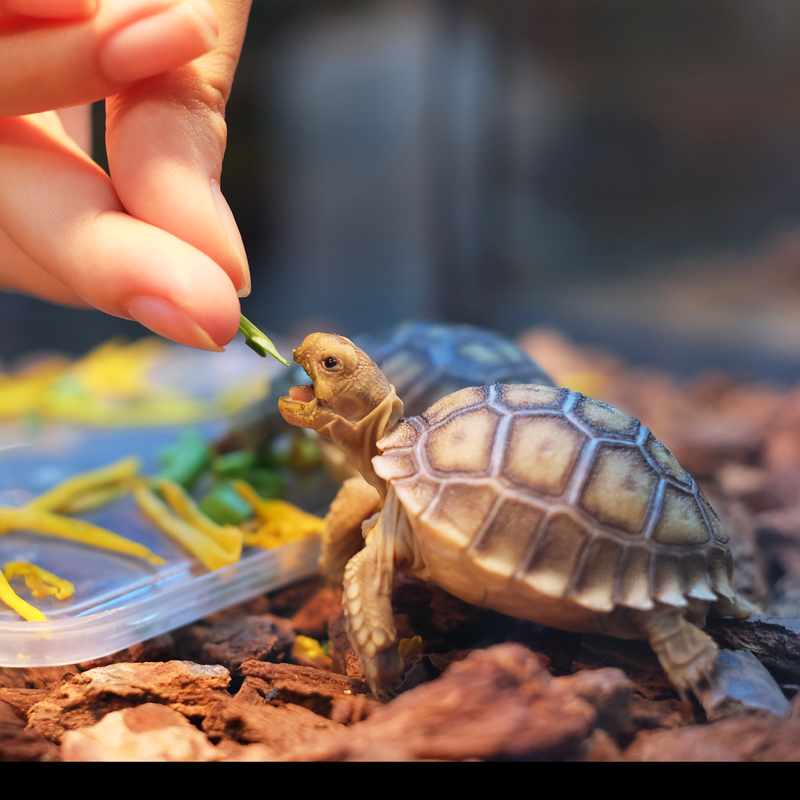 Baby Sulcata Tortoise Having A Bite To Eat! r/Awww