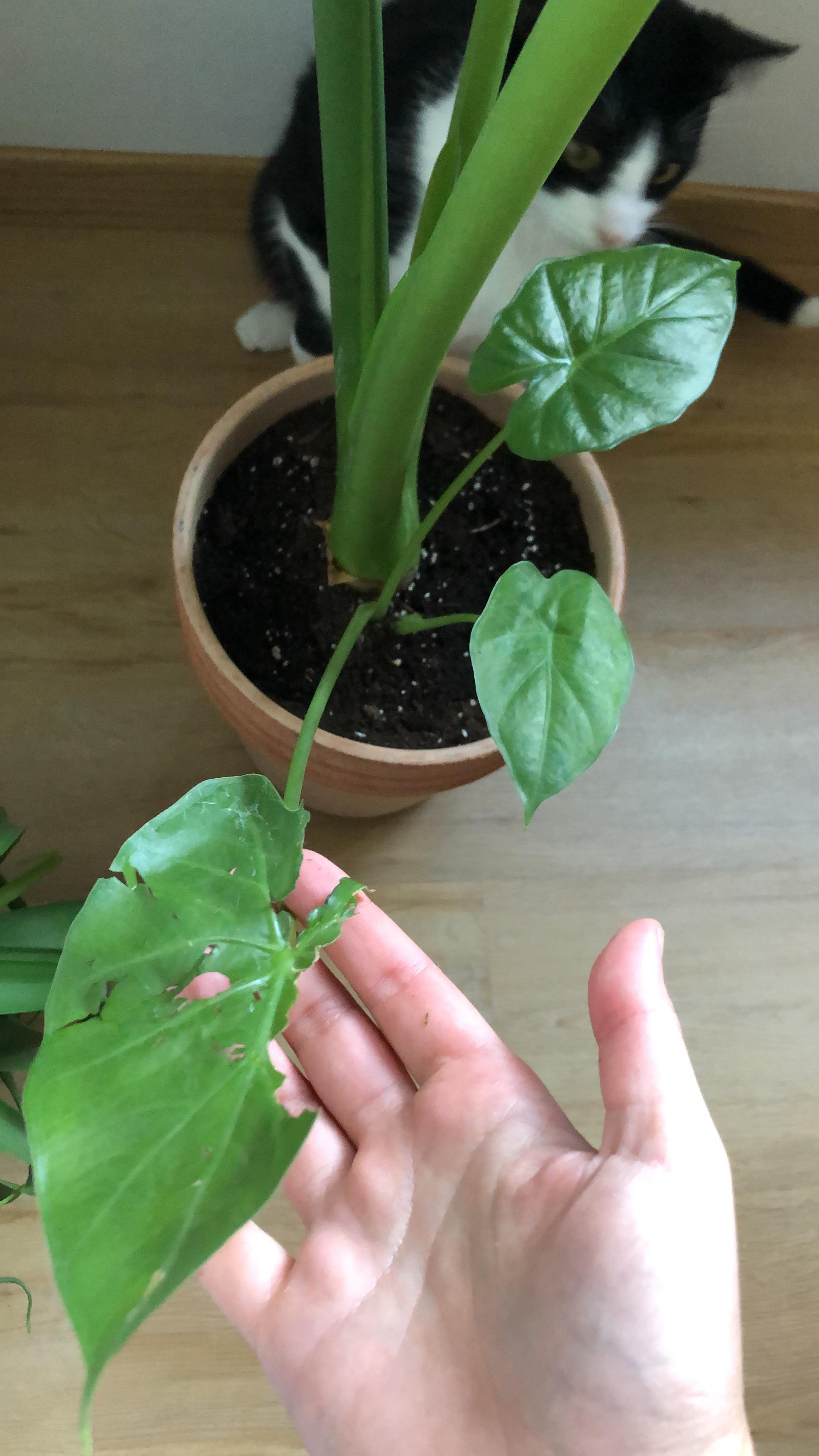 How did you stop your cat eating your plants?? ( r/houseplants