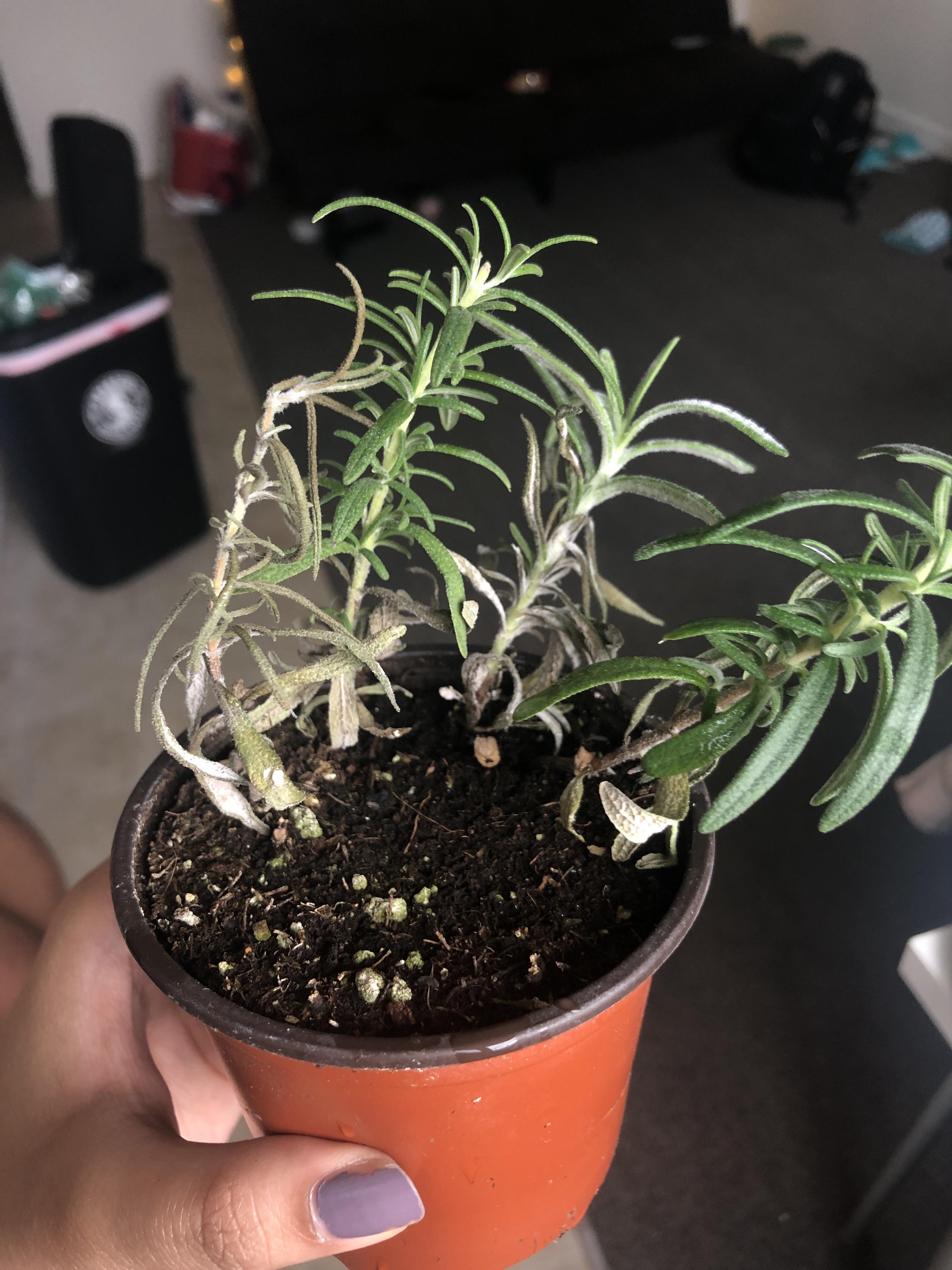 I bought a rosemary plant last week and recently it’s been turning