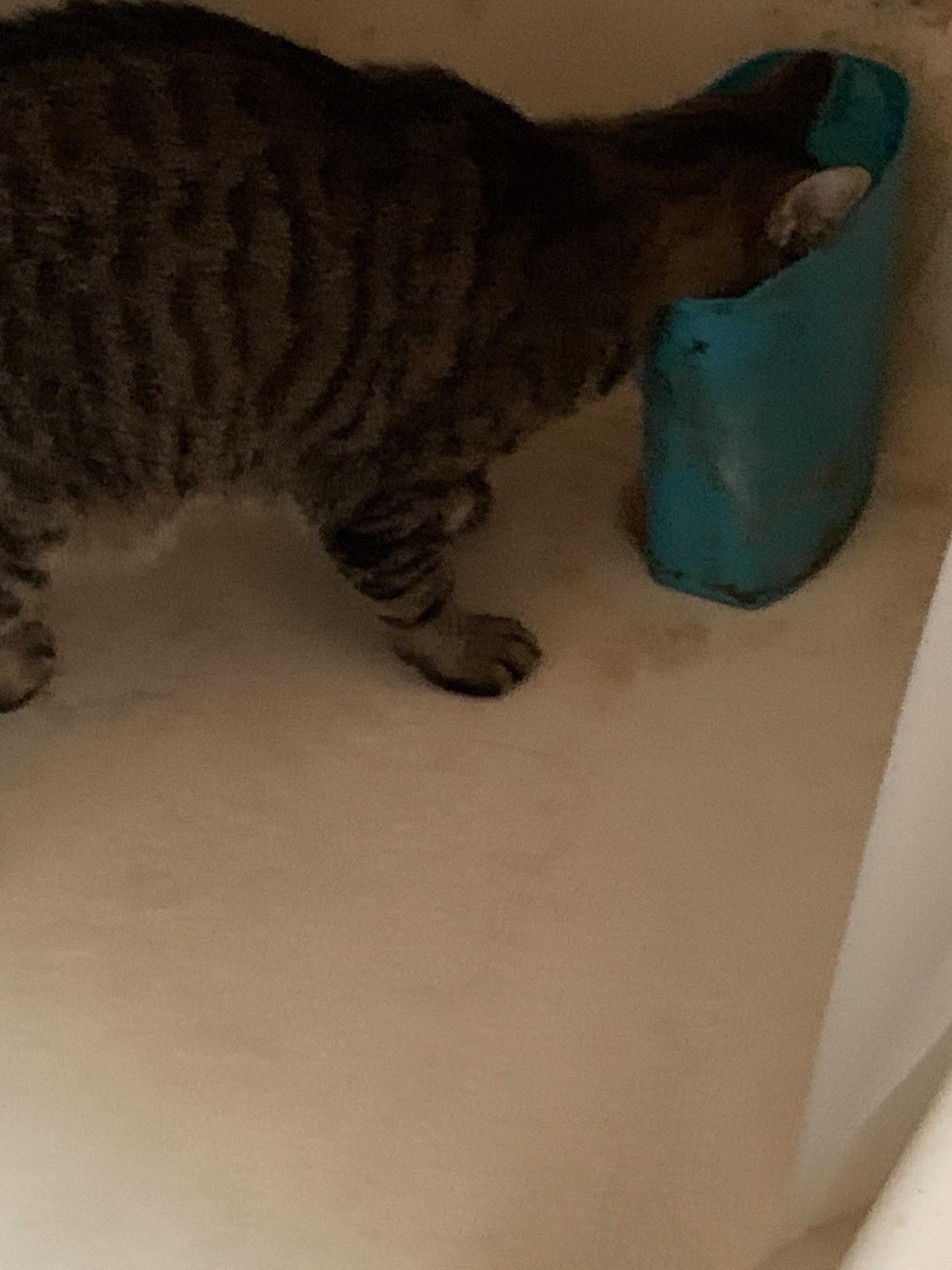Can this be a meme template? My cat won’t drink from his bowl r/memes