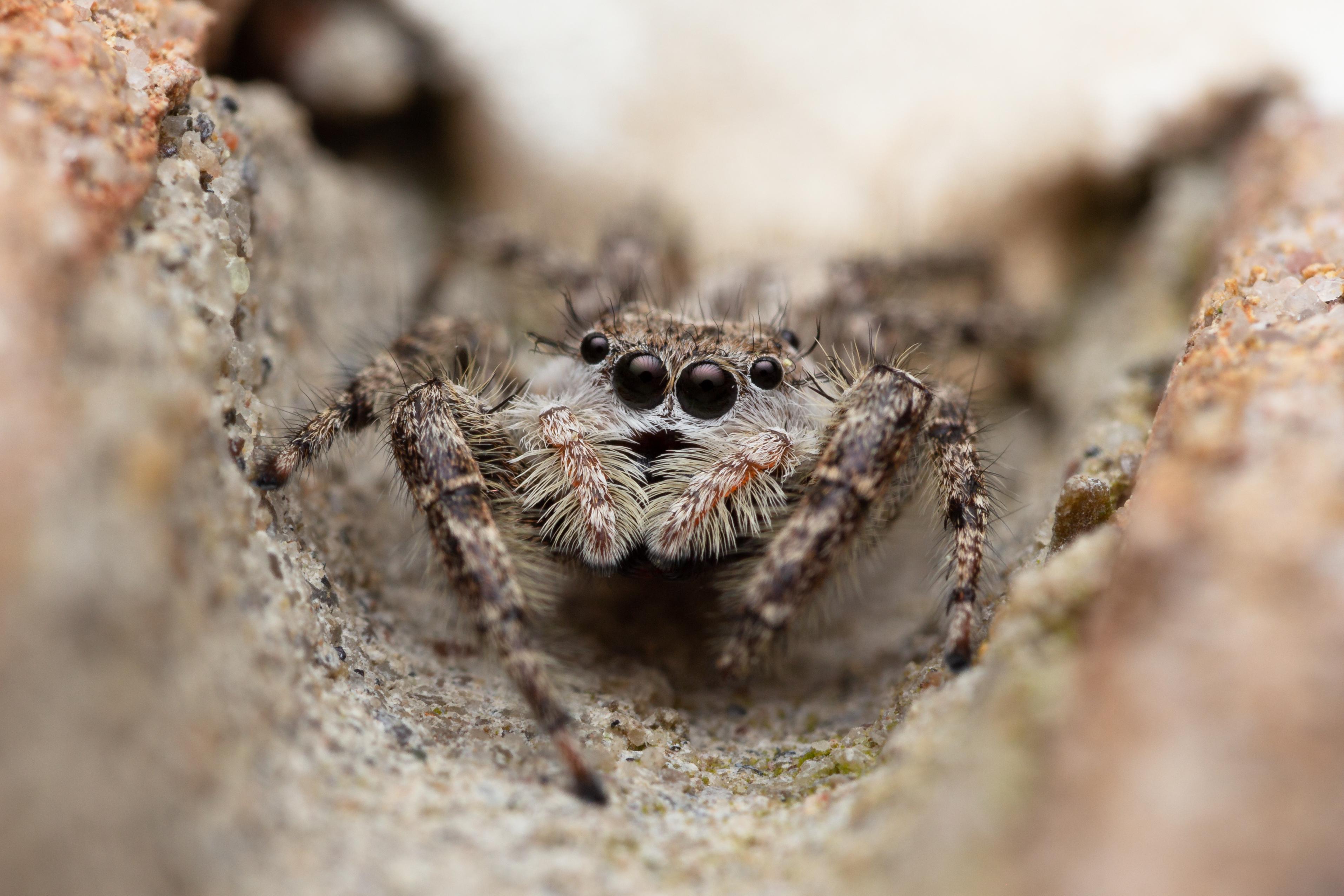 Tan jumping spider Platycryptus undatus. Photographed in Southern