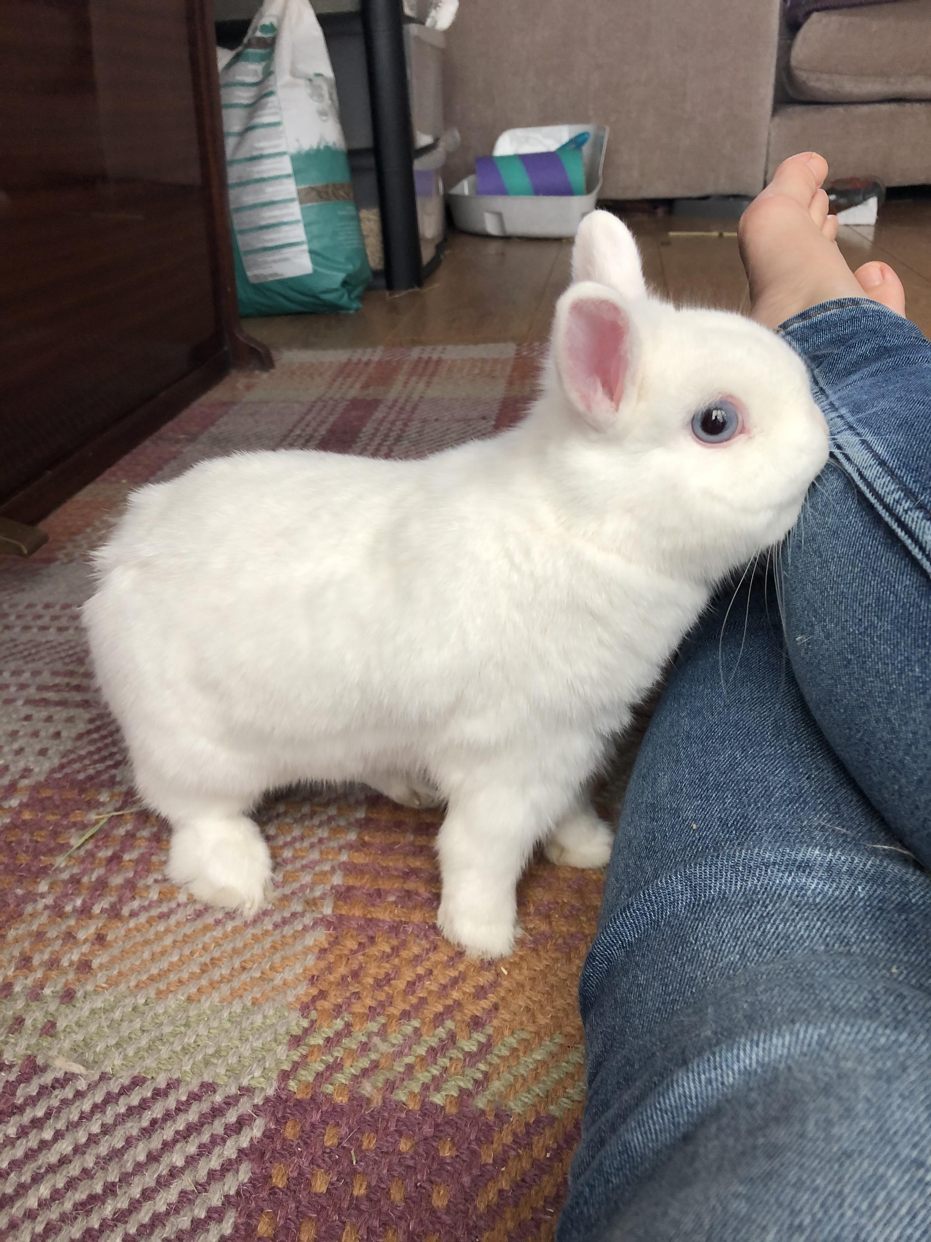 I have clipped Patrick’s claws all by myself for the first time today