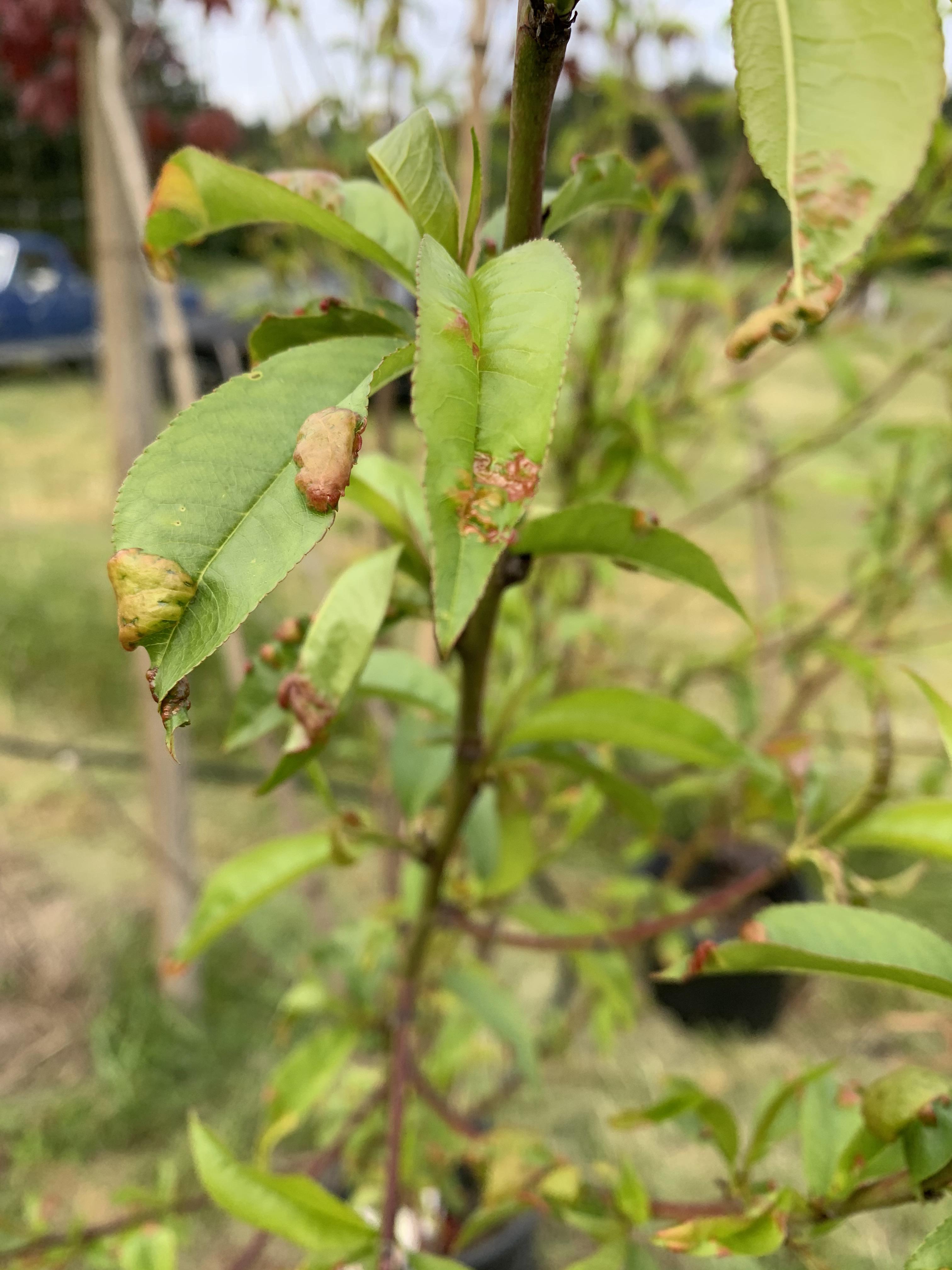 Any suggestions for my baby nectarine? I think this is leaf curl but