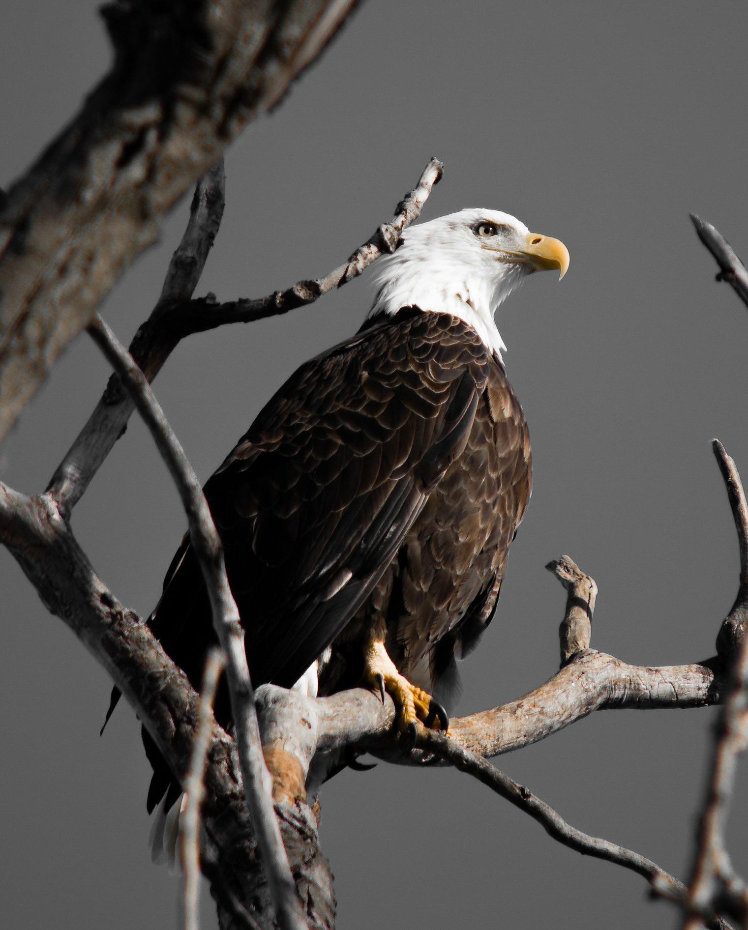 Bald Eagle along the banks of the Mighty Mississippi River