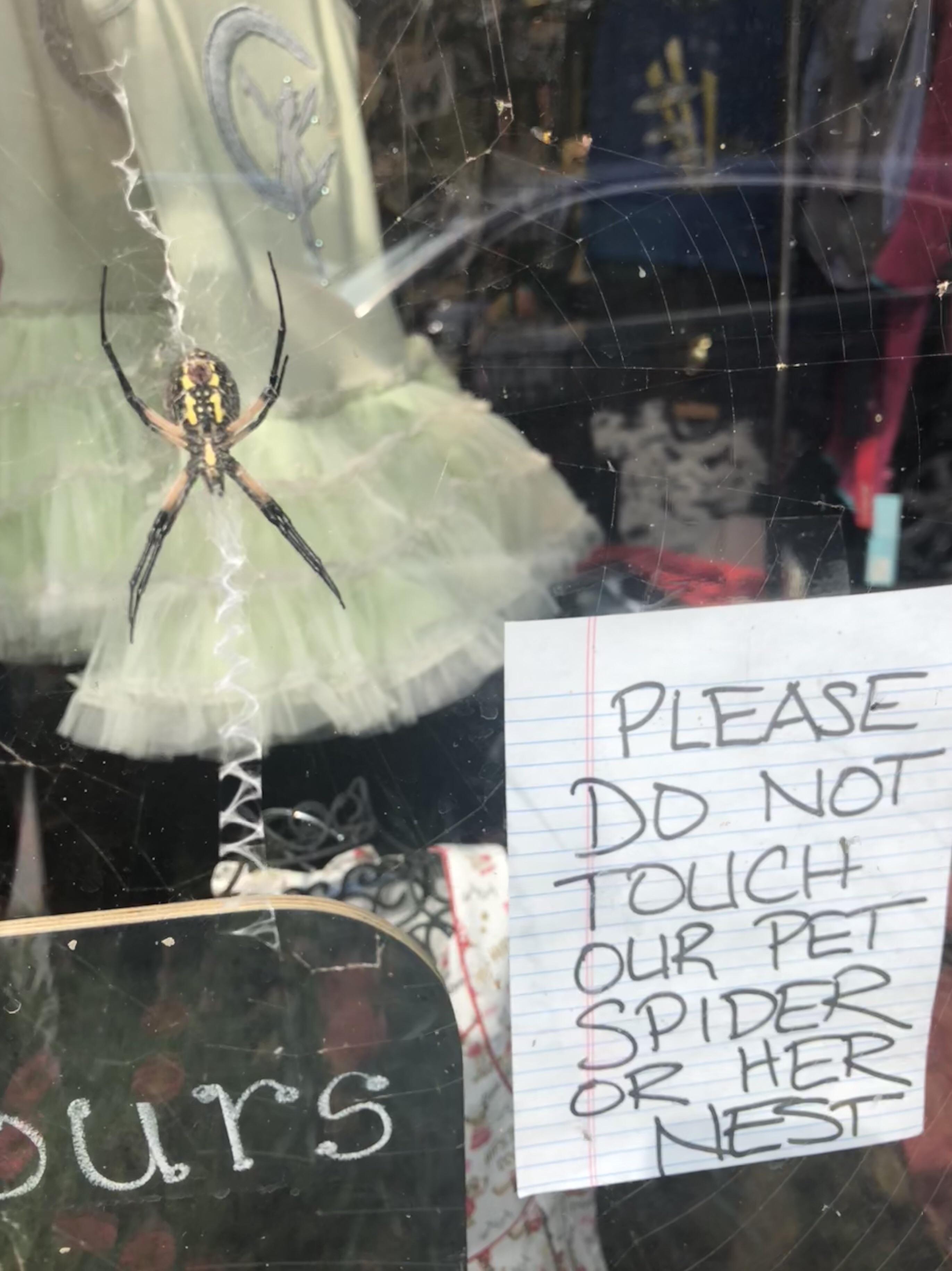 Found on a shop window (Indianapolis) not pictured HUGE egg sac
