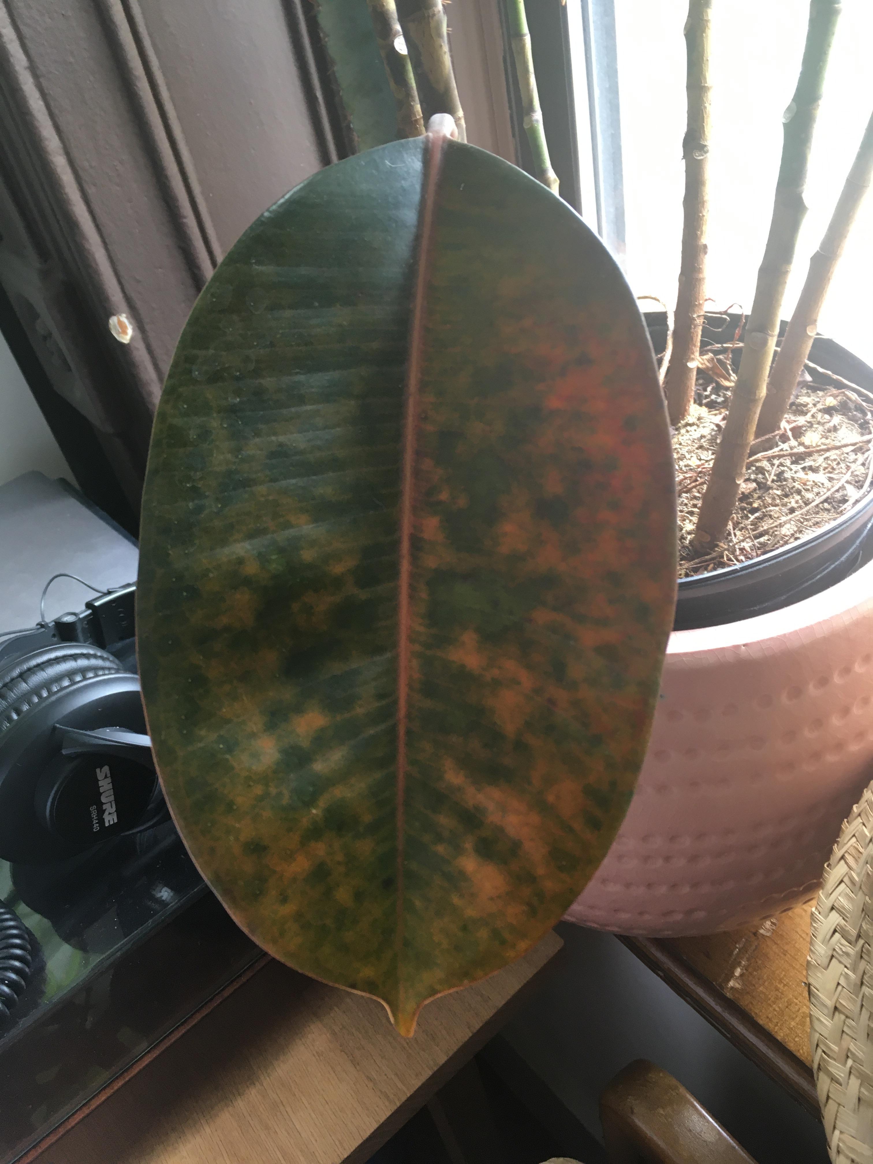 Rubber plant help! Leaves turn like this and fall off. Mostly bottom