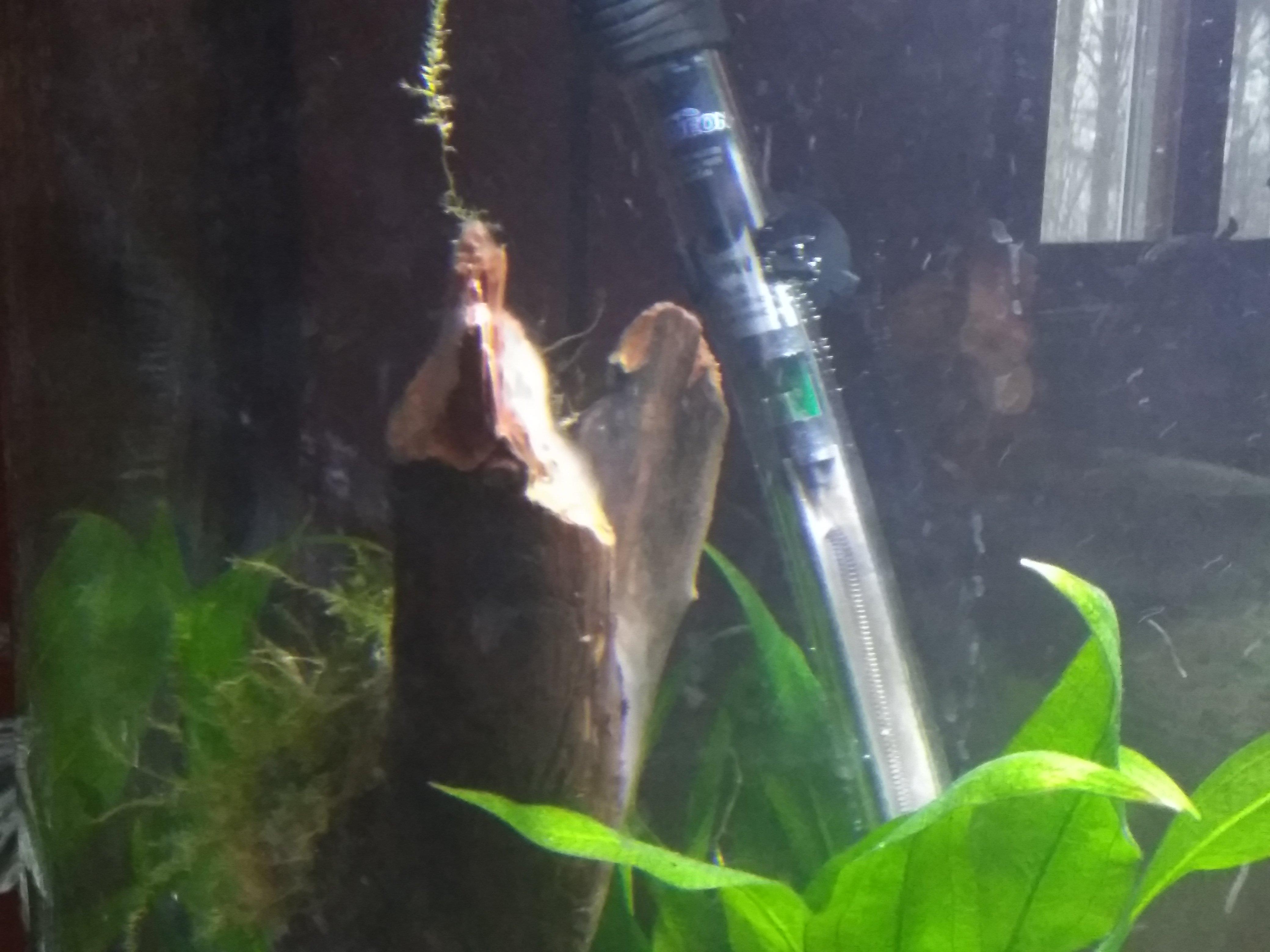 White slime like substance growing on drift wood. I know ive seen it on