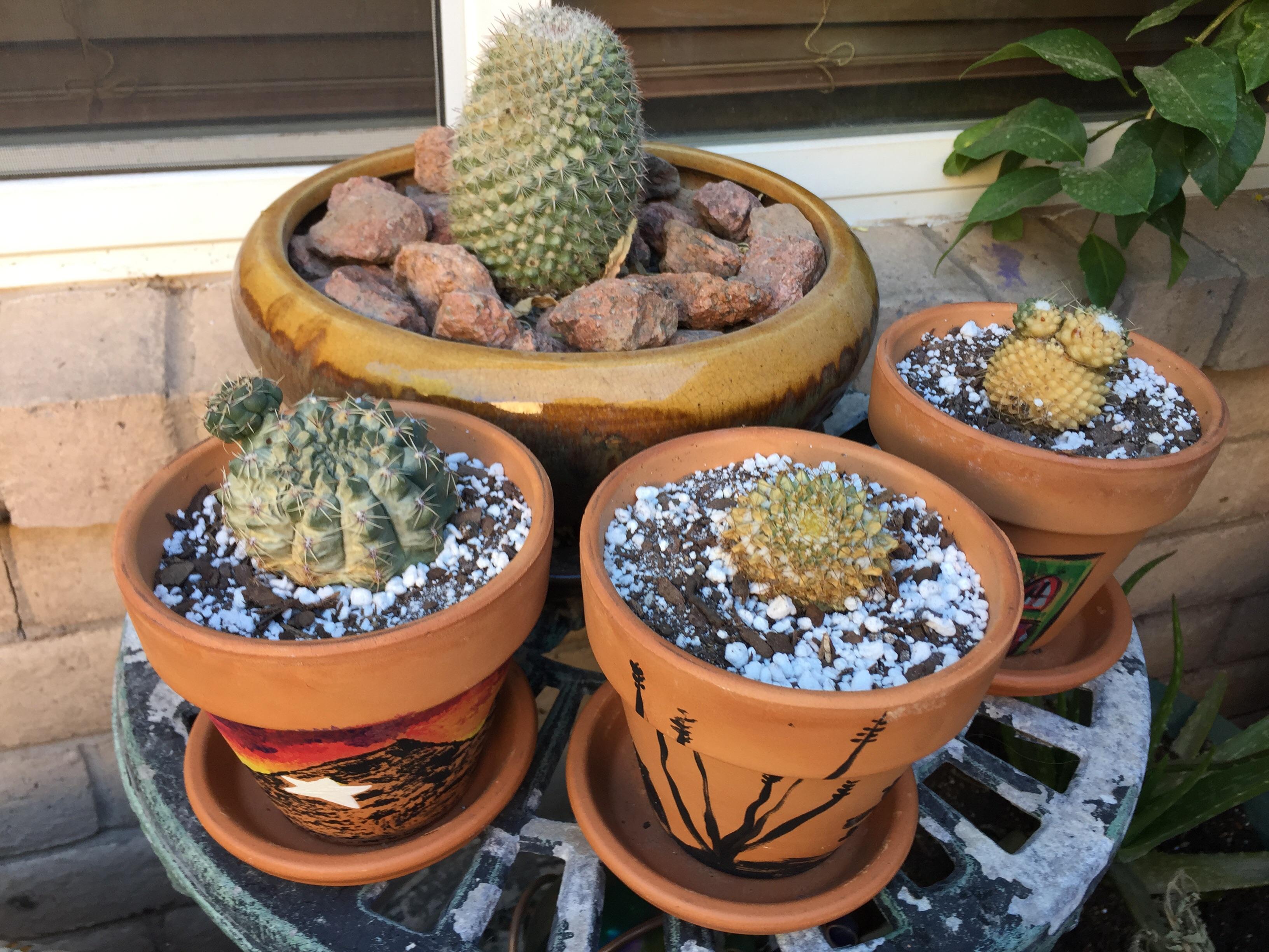 I think my cacti are sundamaged, can anyone confirm or give me advice