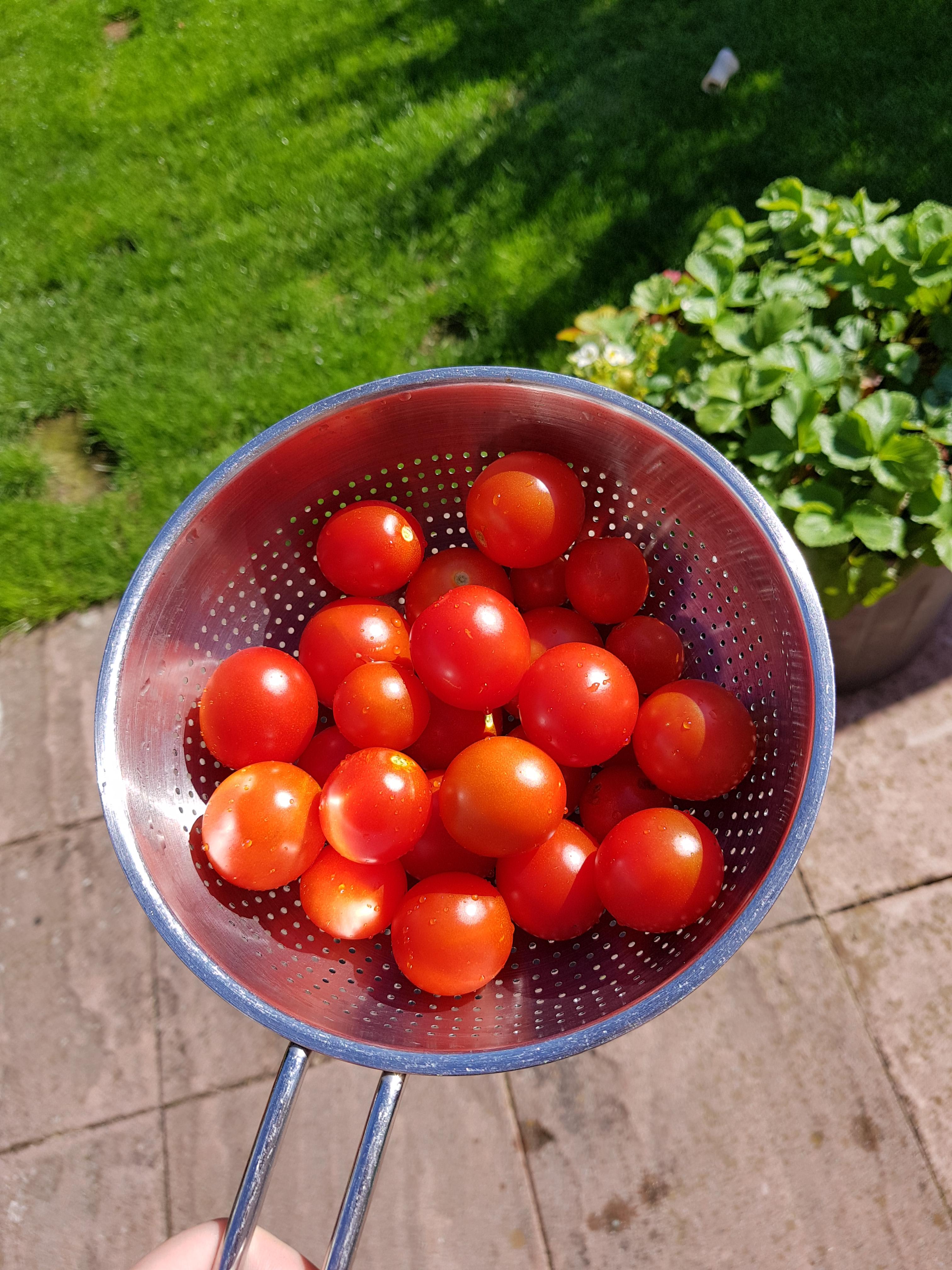 First time growing tomatoes! r/gardening
