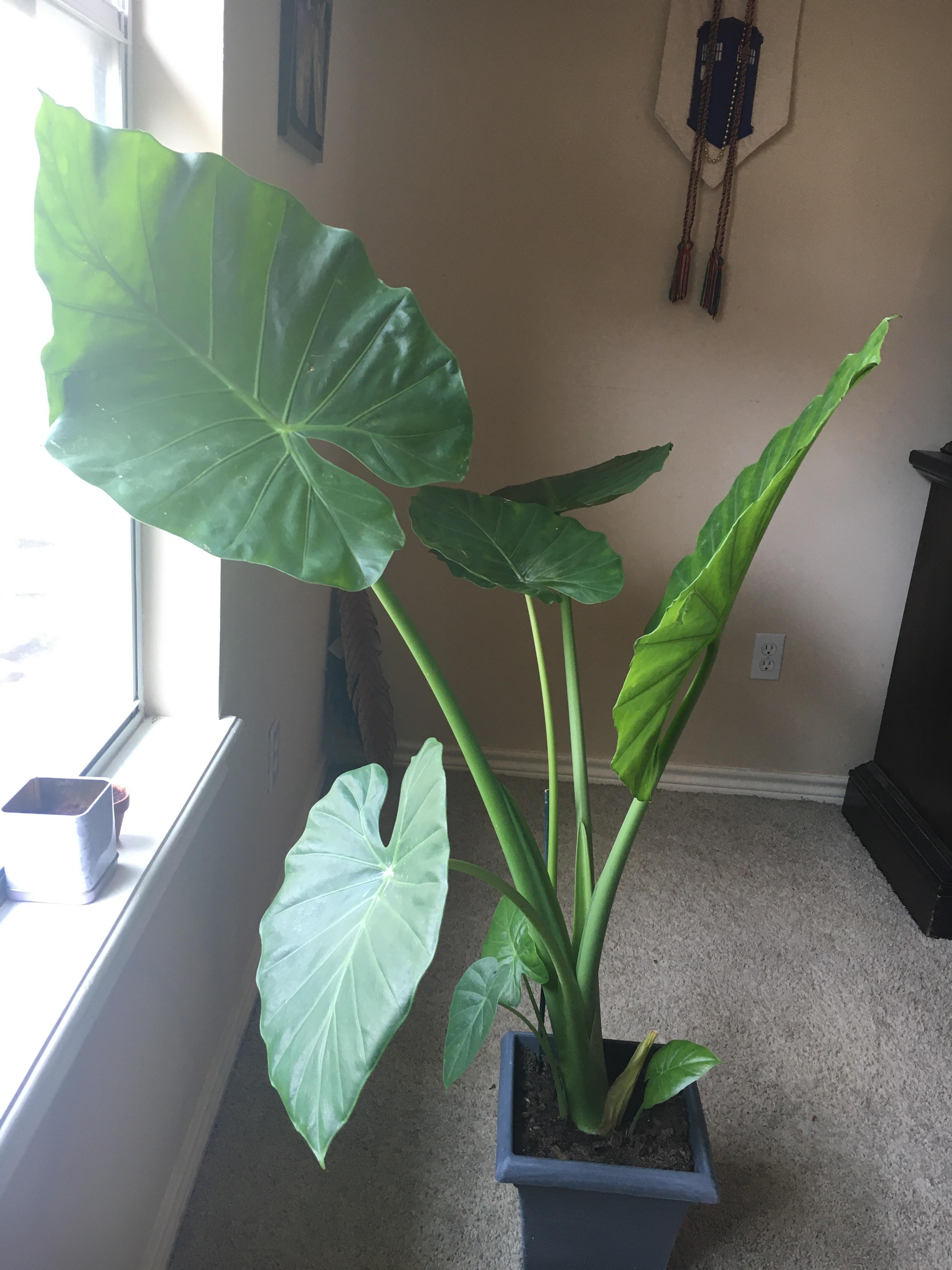 I need advice on the best way to repot my elephant ear. She is huge and