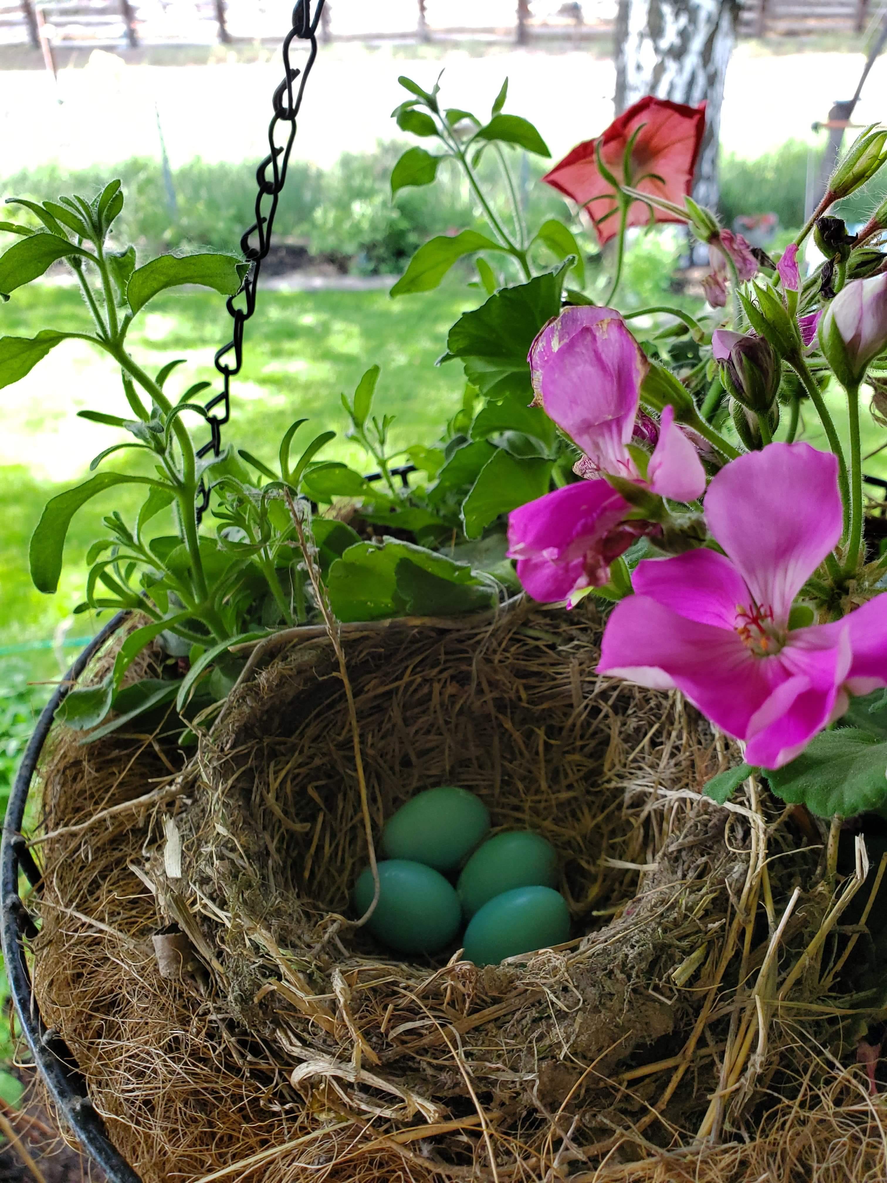Nesting in my hanging basket r/pics