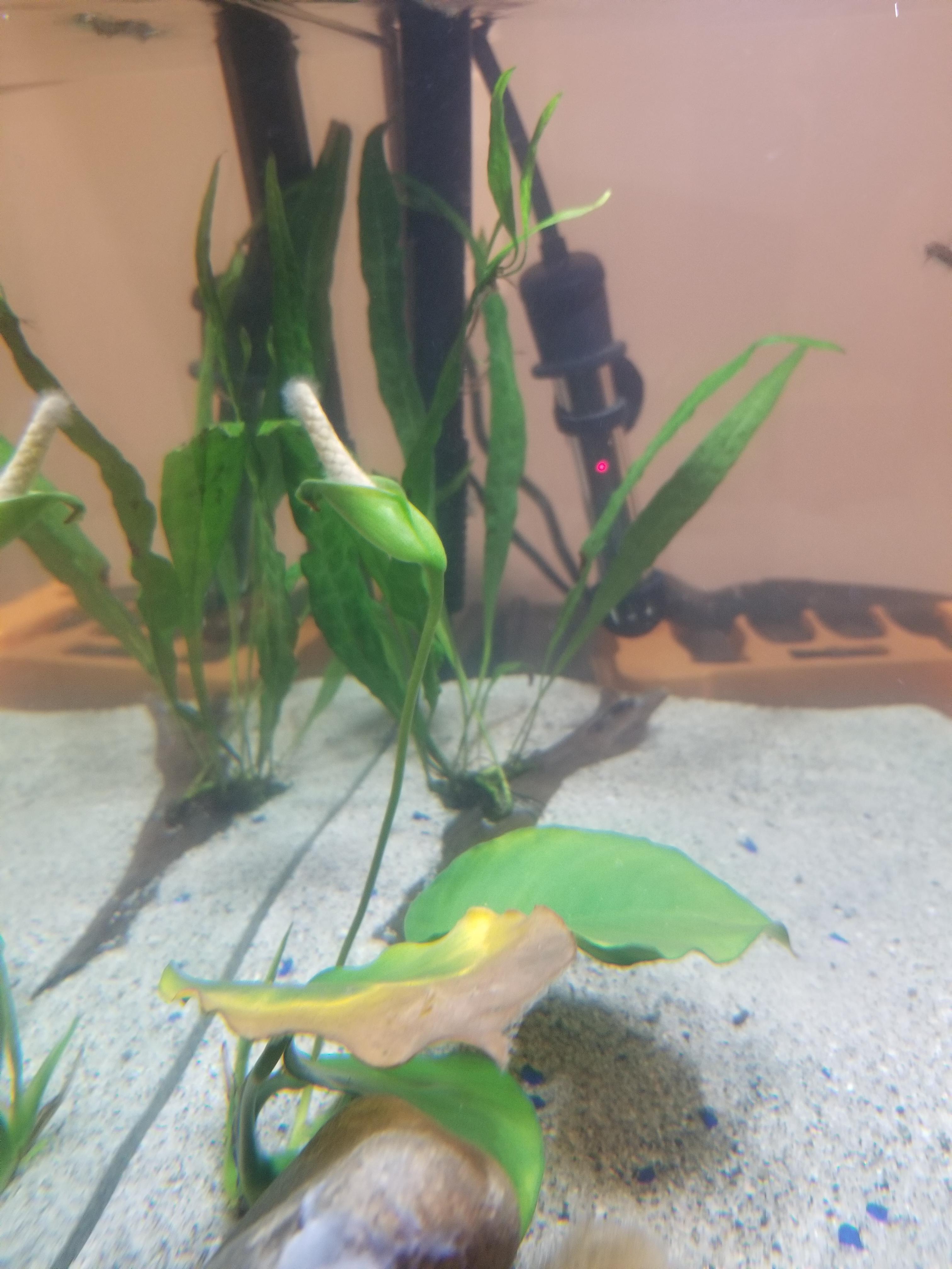 Dying Leaf and White Hair Algae on Anubias? What are the causes/fixes? r/PlantedTank