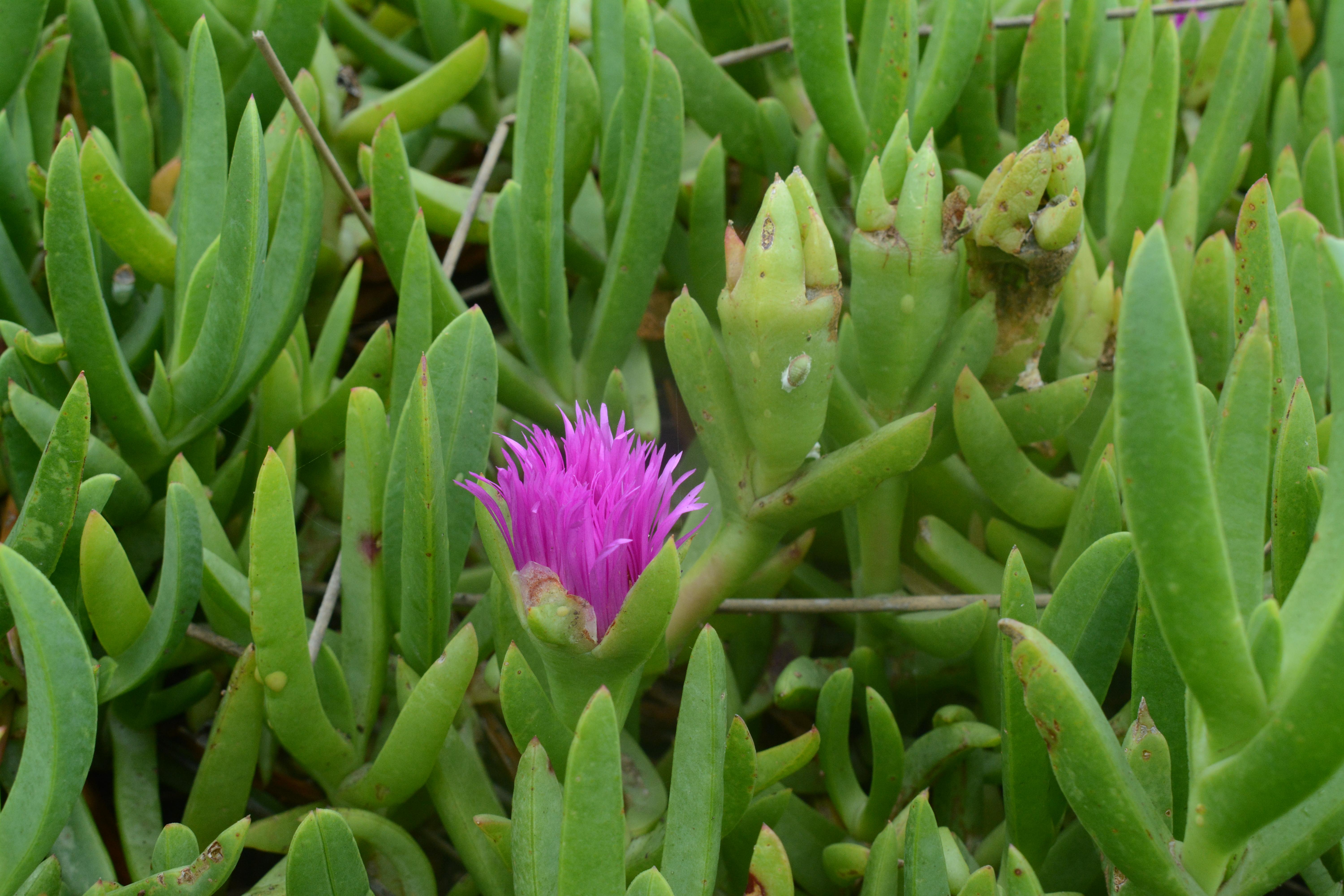 Succulent native to the Sydney coast Carpobrotus glaucescens