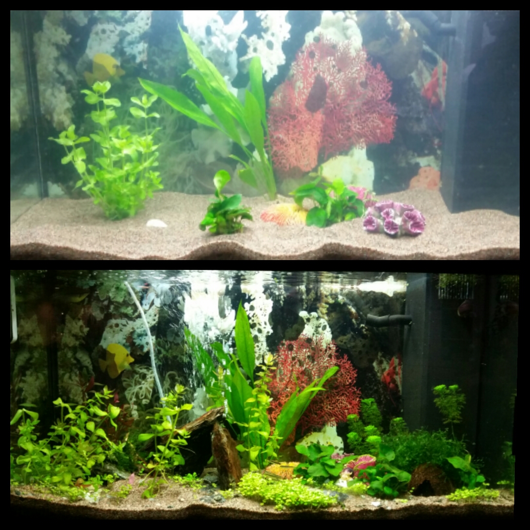 My progress to a planted tank. 2 months difference! Thanks for all the