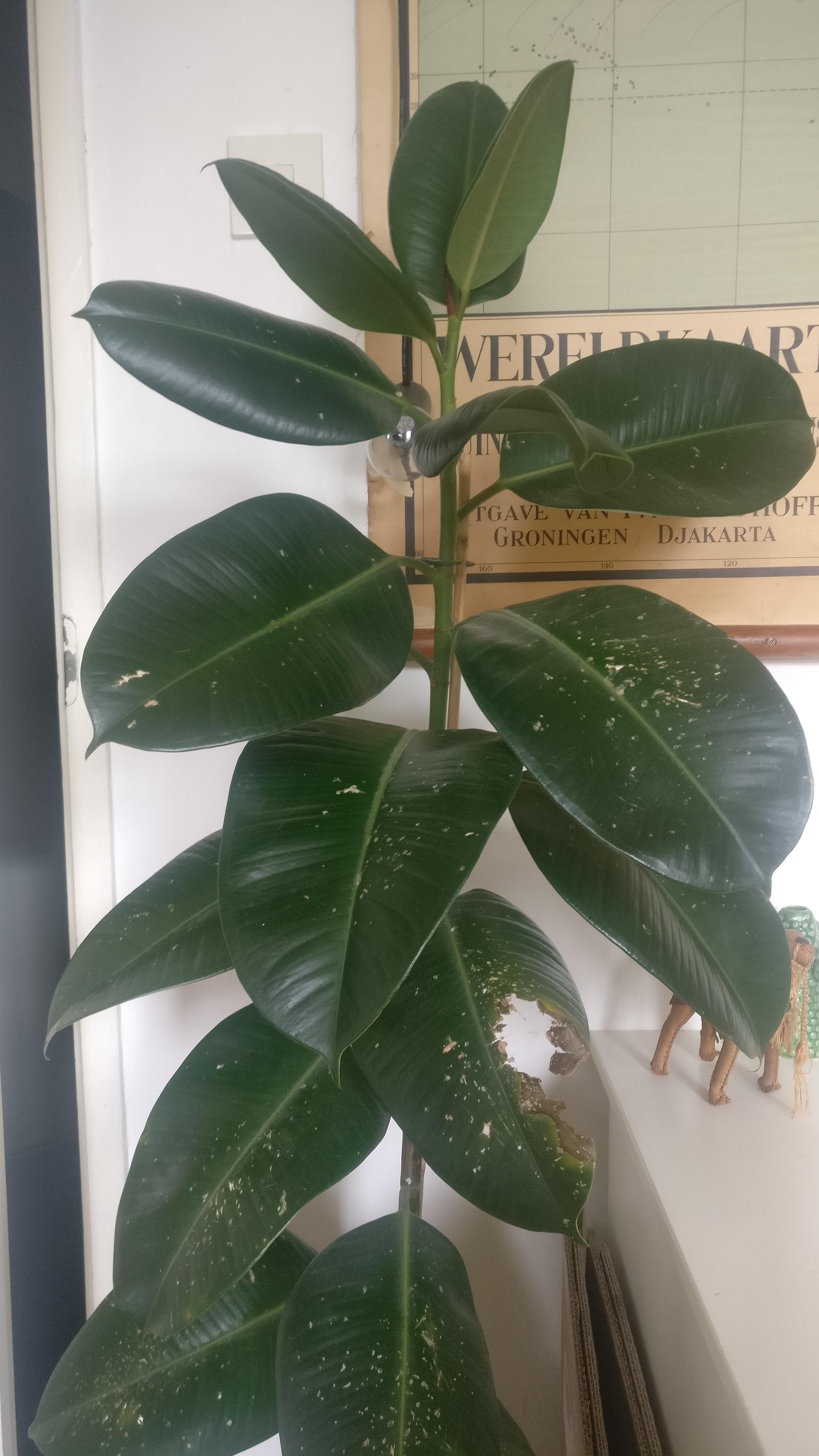 My favorite rubber plants keeps getting spots and holes on the older