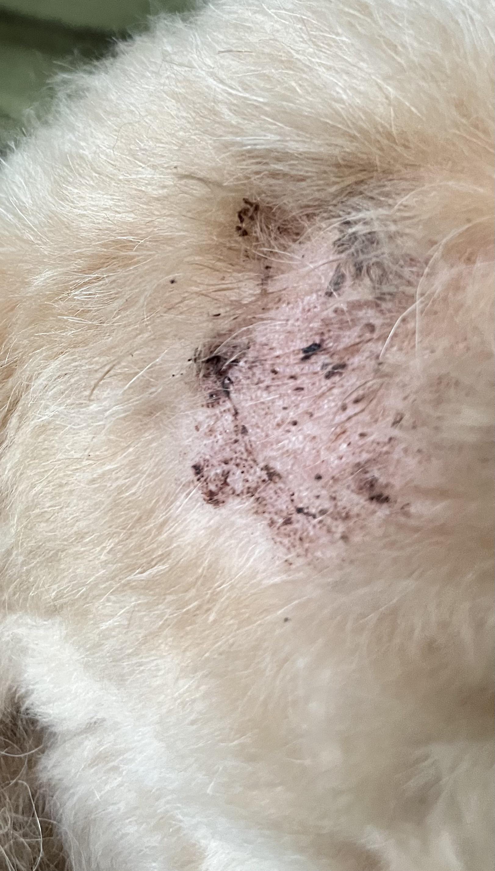 What are these on my dog’s skin? r/DogAdvice