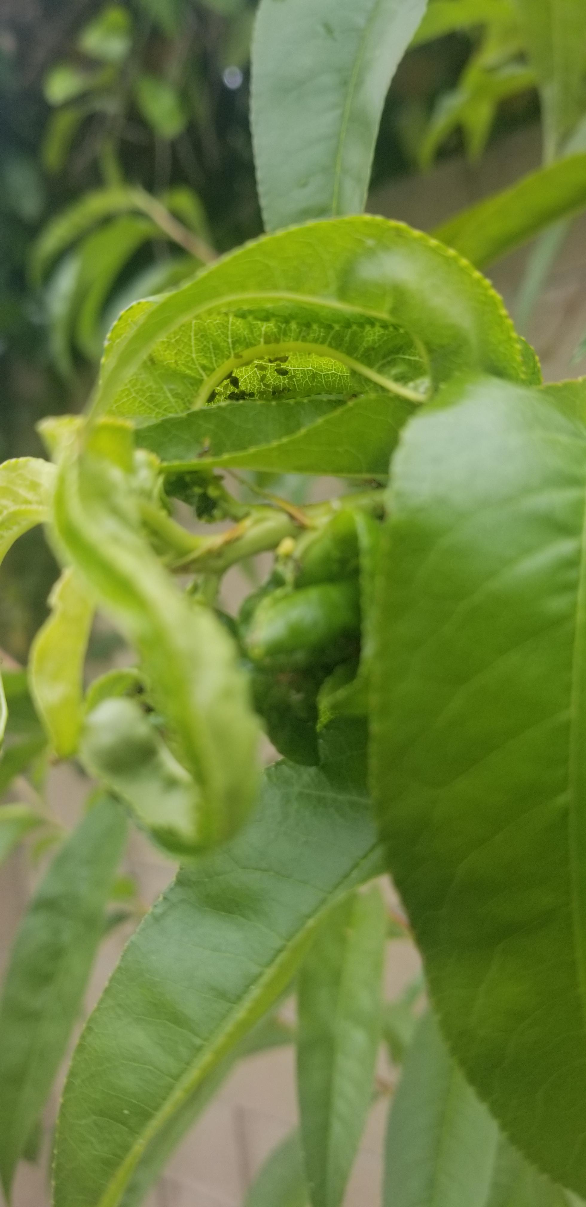 Ants have invaded leaves of my peach tree. Are they laying eggs? Eating