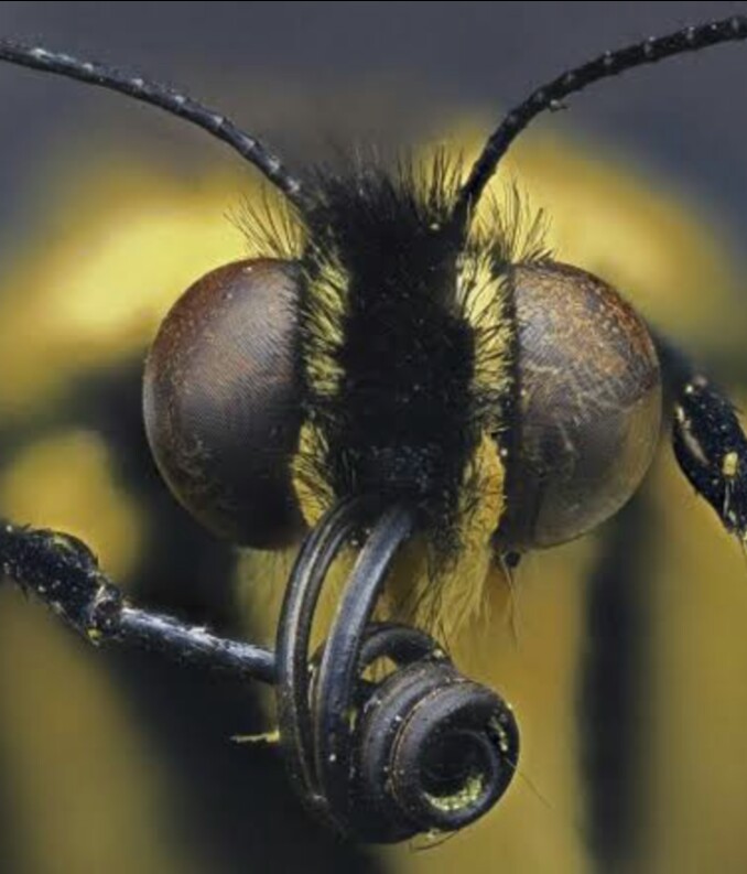 butterfly's face under a microscope r/interestingasfuck