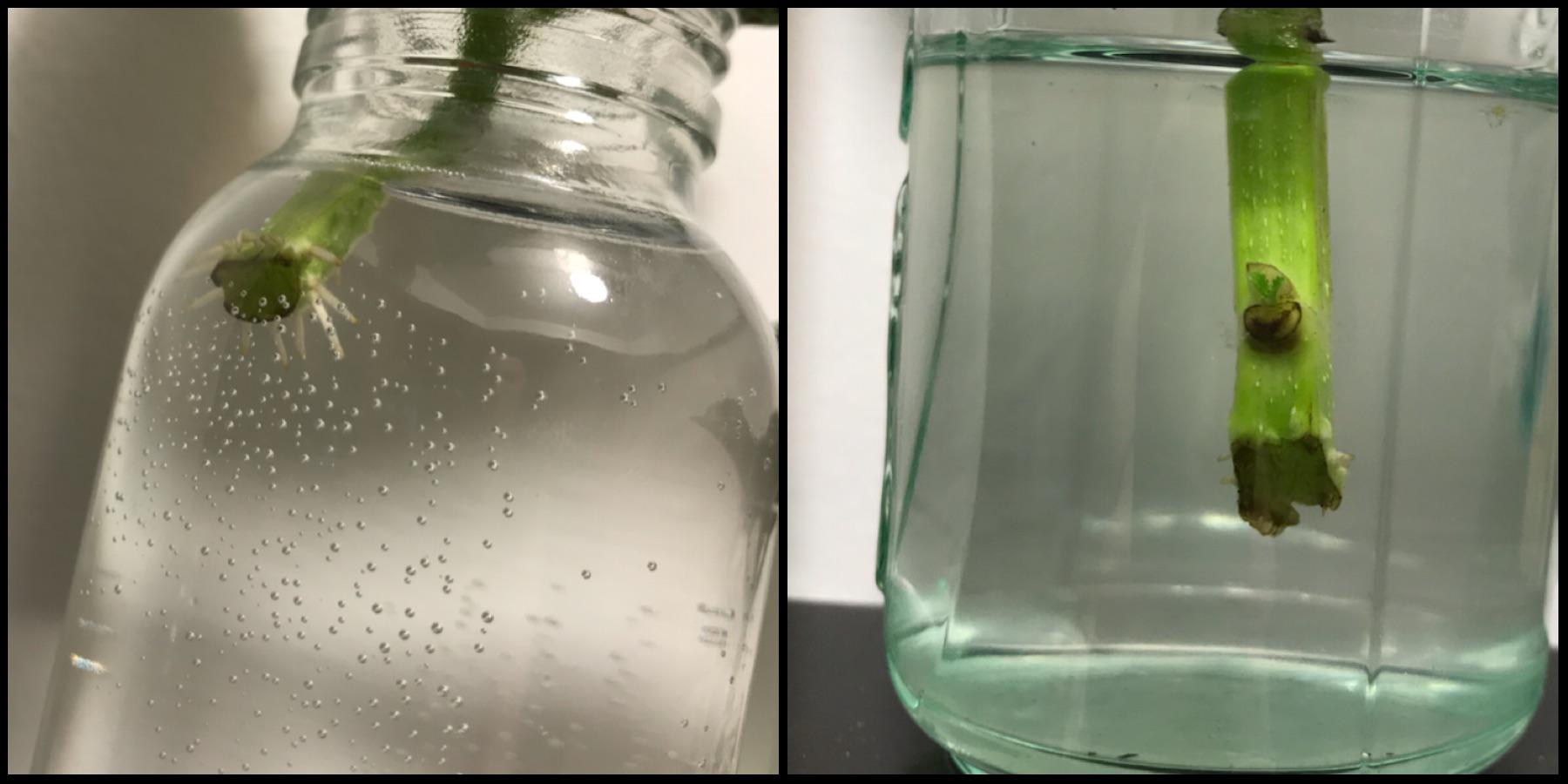 Apparently my coleus cuttings liked the fresh tap water over water left