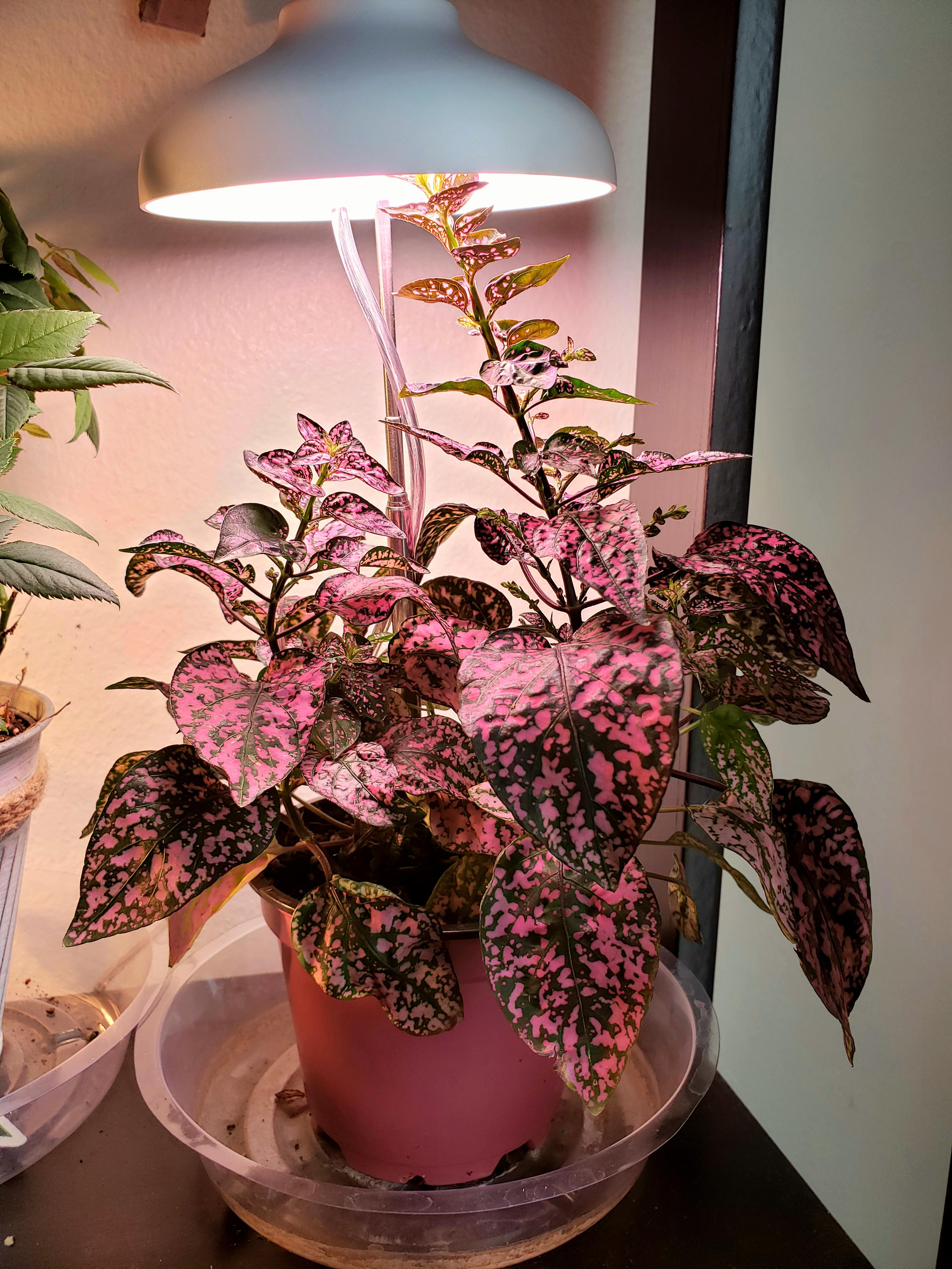 Leggy polka dot plant so tall it's hitting the grow light. Should I