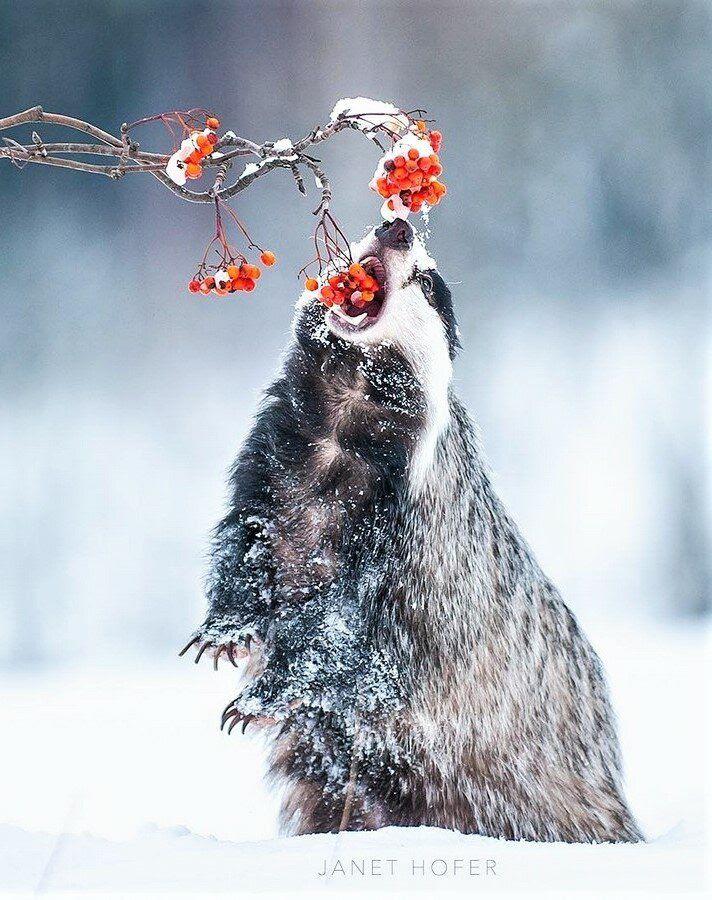 A hungry badger eating some berries in the snowy forest. r/AnimalPorn